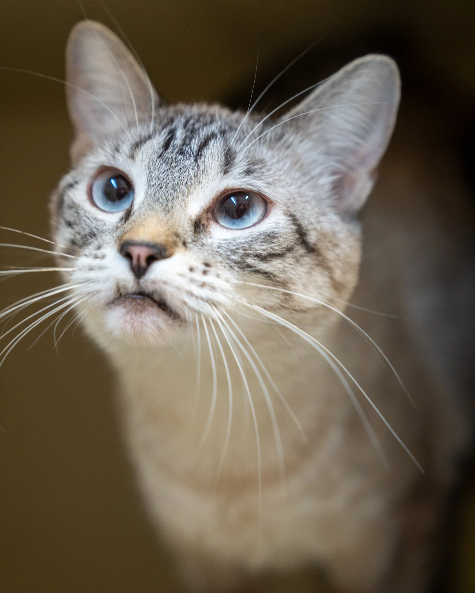 ❤ Pepper Needs a Foster ❤
Perfect Pepper is a 2-year-old, 8.6-pound Domestic Shorthair cat who was found abandoned alongside a dog, another pregnant cat, and a young kitten. Shortly after her arrival at our shelter, we discovered that she was also pr