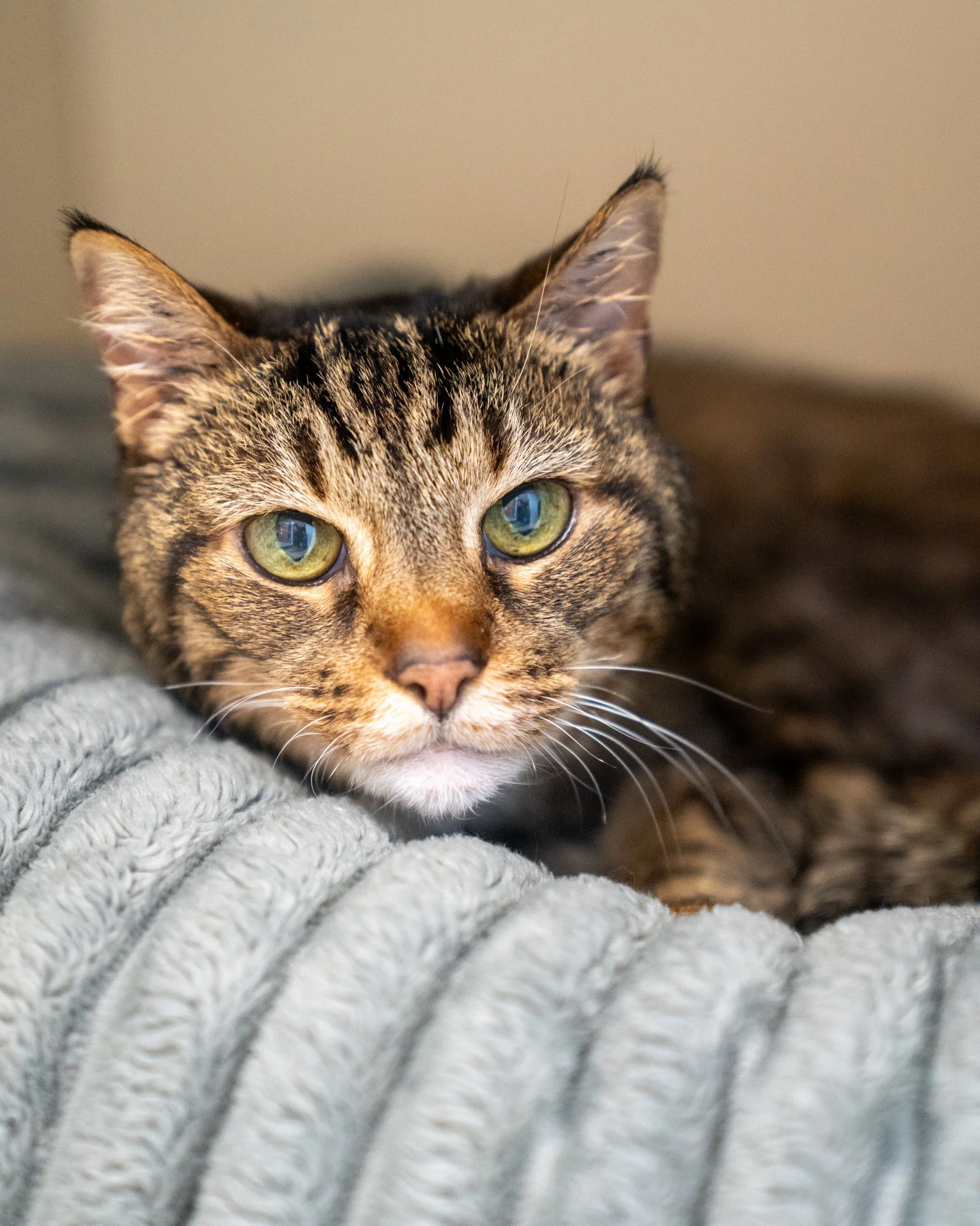 🥰 Senior Sunday with Grandma 🥰
Grandma is a 9-year-old, 7.3-pound Domestic Shorthair cat with the most charming meow. It has a cute, raspy quality to it, and she is either quiet as a whisper or meowing as loud as she can to get your attention for p
