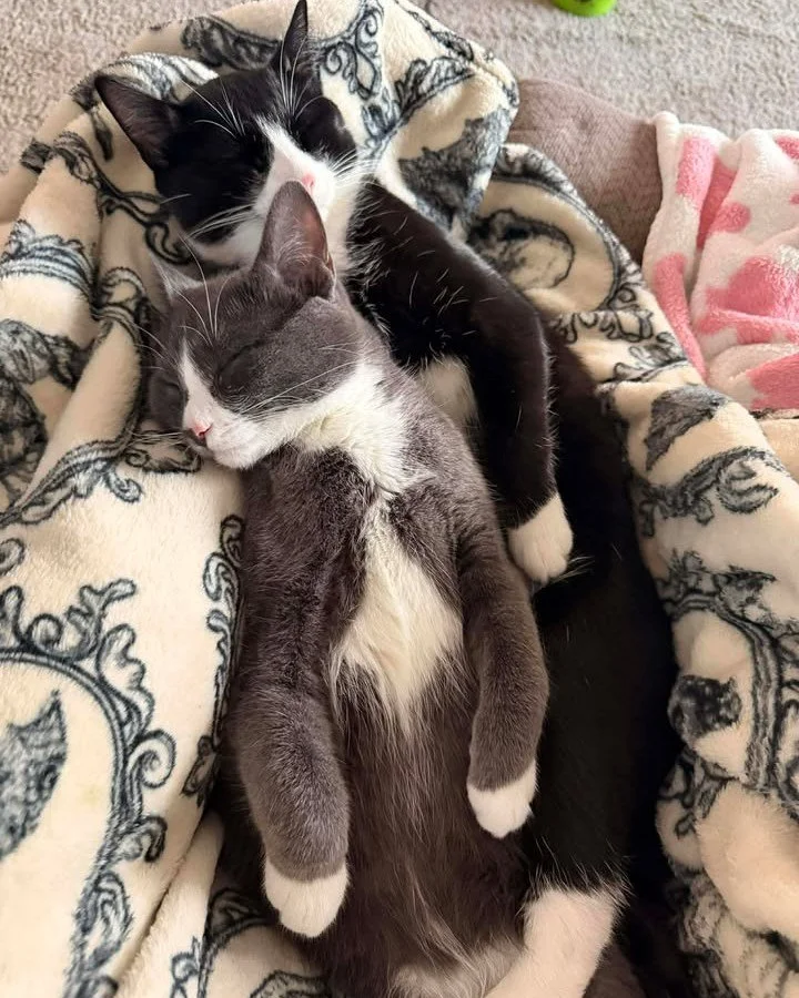 ✨ Success Story Sunday ✨

Check out this sibling success story! We're so thrilled this sweet pair gets to spend their lives together with a loving family. ❤

"We knew from the beginning we wanted  to get two cats at the same time and not just on