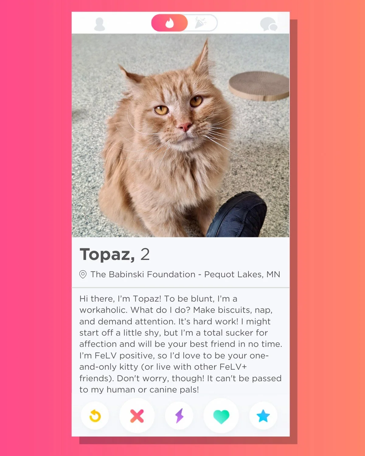 🔥 Swipe Right on Topaz! 🔥
This absolute sweetheart is waiting for you at the shelter! He's handsome, friendly, and snuggly as can be. Will you take a chance with Topaz? 🥹

Stay tuned for more "dating profiles" as we get revved up for our