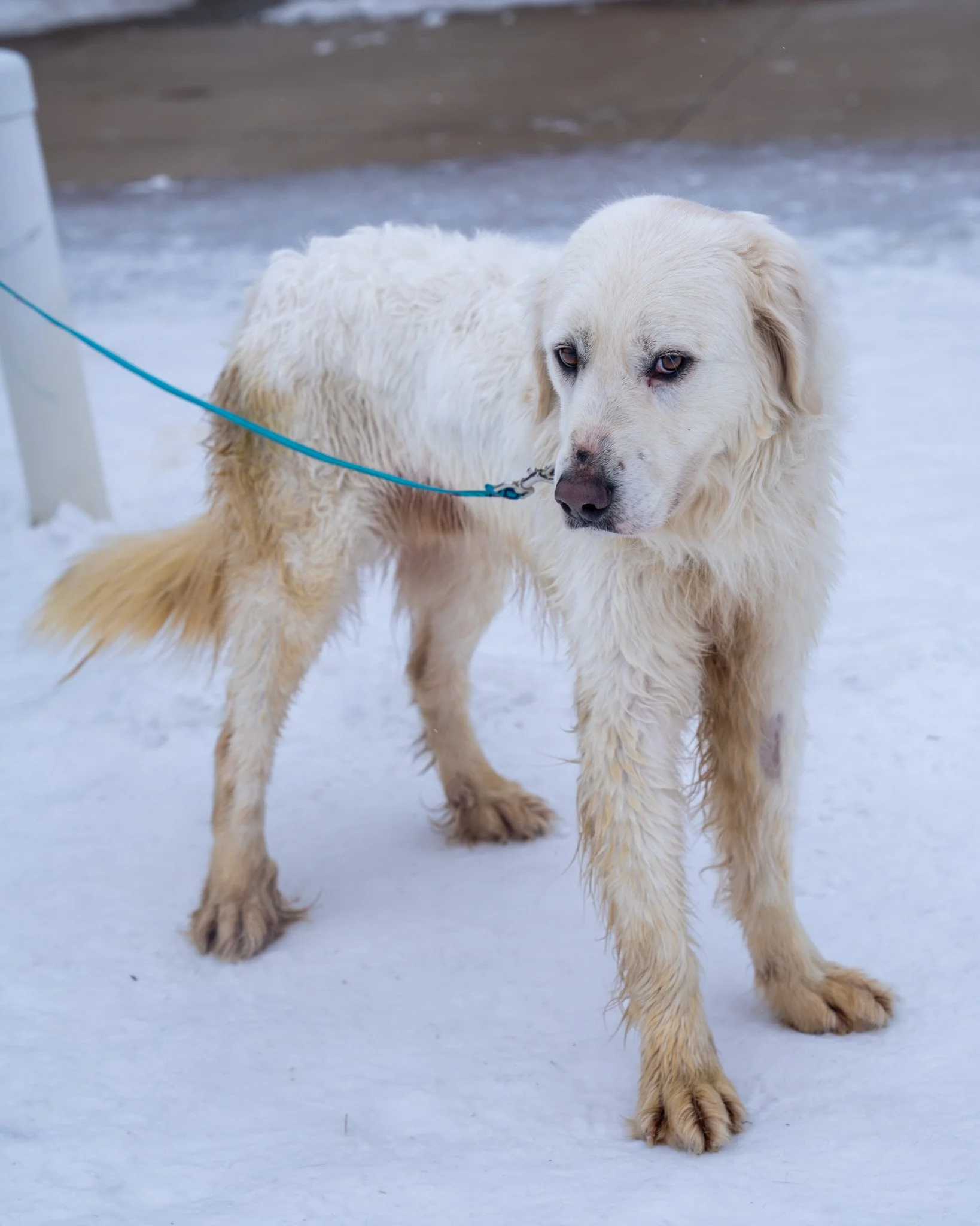 ❤ Pyrenees Rescue ❤
These four dogs were brought to The Babinski Foundation after another Minnesota rescue helped their owner recognize that she could no longer provide the care they needed. Due to extreme hardship, the property had fallen into disre