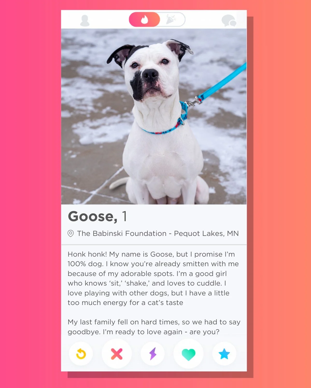 🔥 Swipe Right on Goose! 🔥

Goose is ready to start a new life! This spunky, incredibly sweet girl will steal your heart the moment you see her wiggling her whole body while carrying her favorite toys. She is always cheerful and always ready to love