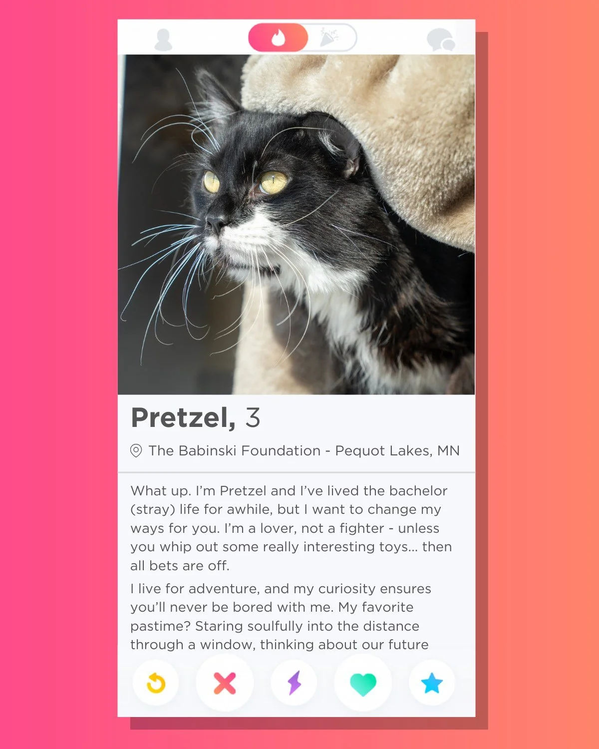 🔥 It's a Match 🔥

Pretzel is the one for you! This guy is certainly a charmer... but he shouldn't get into too much trouble! Pretzel is neutered, microchipped, and up to date on his vaccines. You can visit him at The Babinski Foundation Tuesdays th