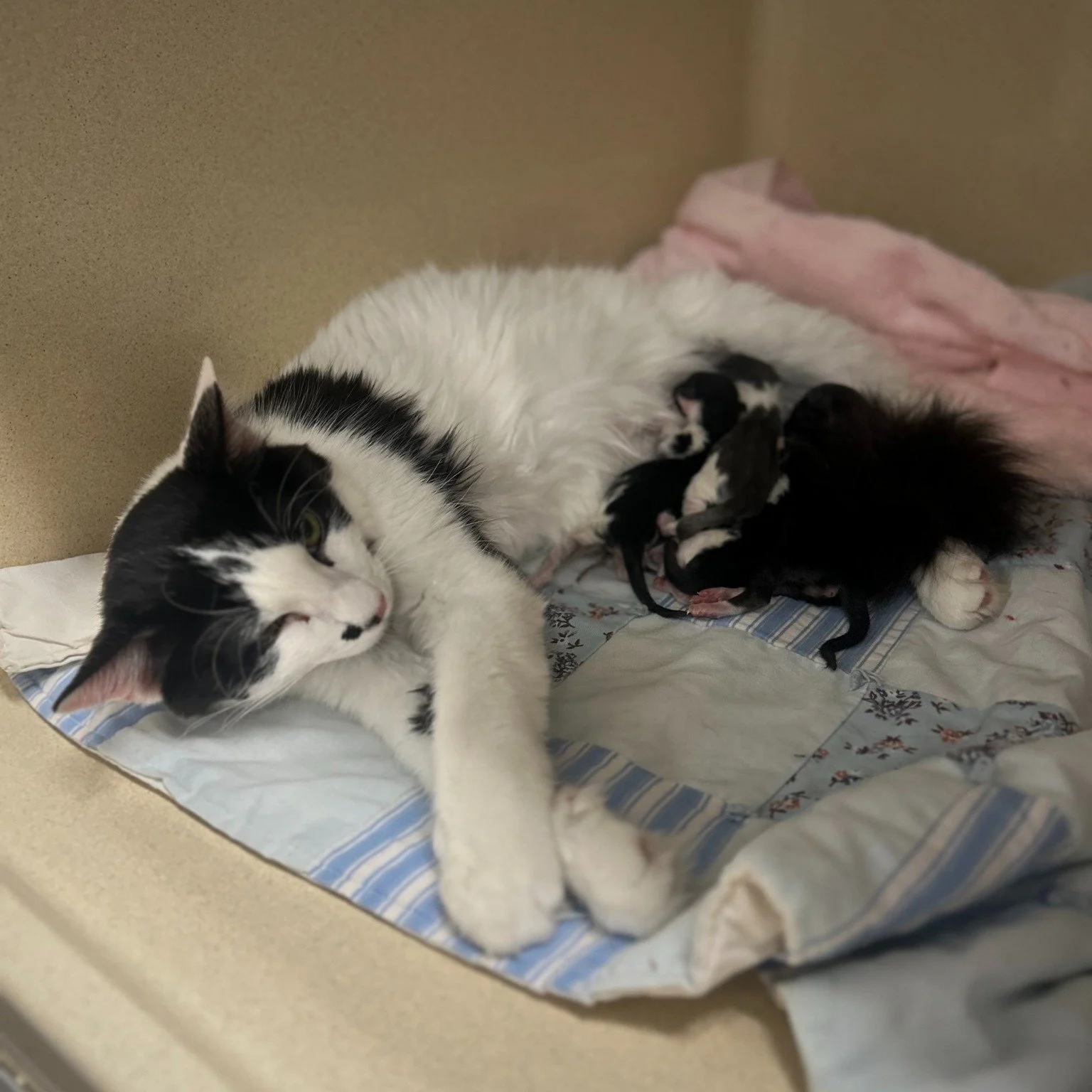 ‼️EMERGENY FOSTER NEEDED‼️
We received an urgent call for help today regarding a struggling mother, Dotty, and her newborn kittens. While everyone is healthy enough right now, the kittens are struggling to latch, and Dotty is having a hard time guidi