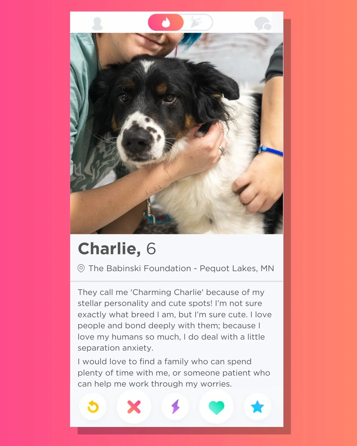 🔥 Swipe Right on Charlie 🔥
How is this absolute CATCH still available? Charlie is ready to charm you! He&rsquo;s calm, playful, and friendly with children, cats, dogs, and even rabbits. He is potty trained, loves his toys, and is always up for play
