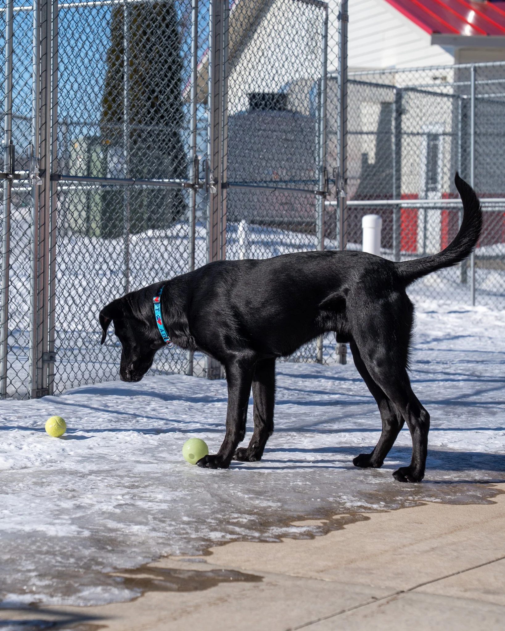 Please send Makwa some strength. He is currently struggling with a difficult decision and the harsh reality that he cannot, in fact, carry two tennis balls at the same time. His heart yearns for both of them, but his jaw is too small. 😔