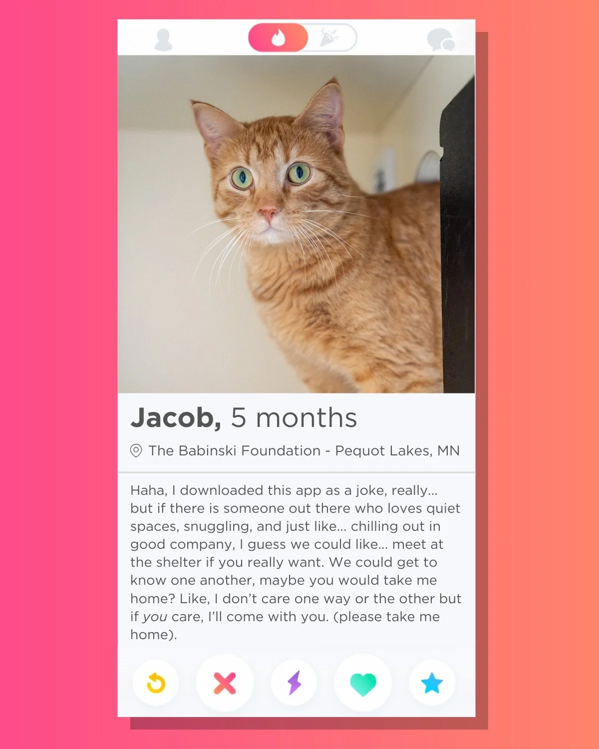 🔥 Swipe Right on Charlie 🔥
Jacob is quiet, loving, and spends most of his day snoozing - what more could you want!? Jacob is neutered, microchipped, and up to date on his vaccines. You can visit him at the shelter Tuesdays through Saturdays from 8: