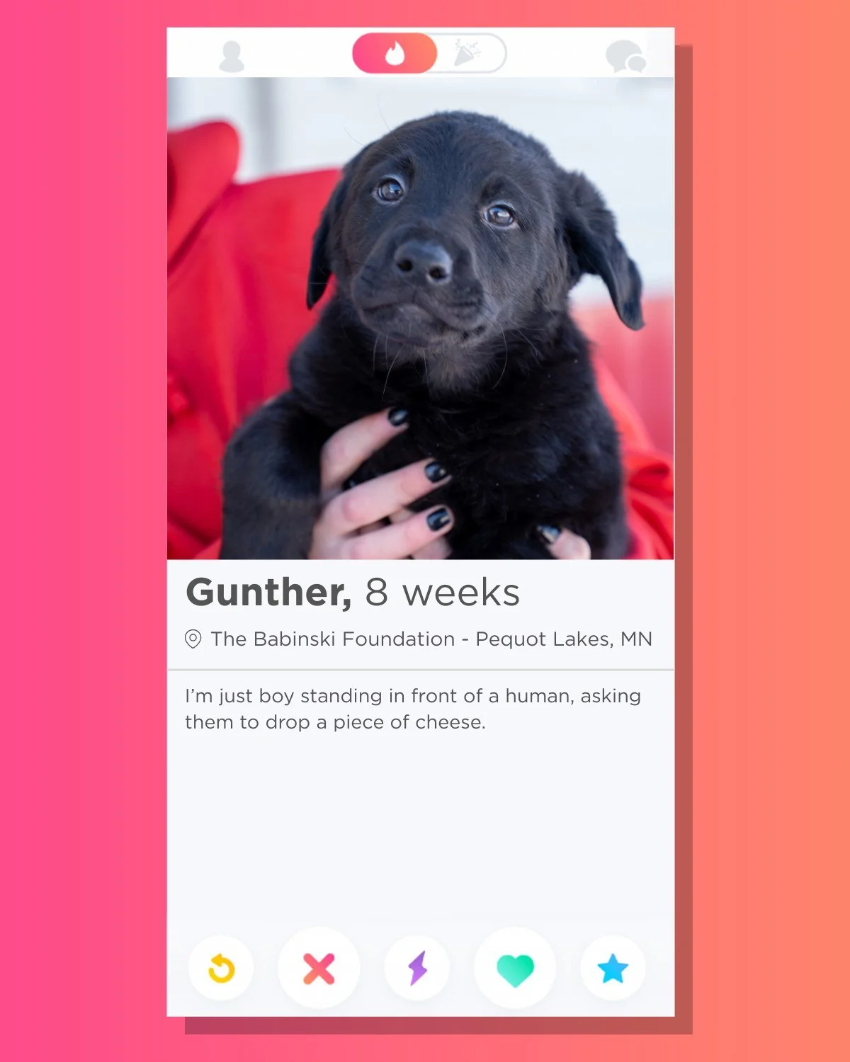 🔥 Swipe Right on the "G" Puppies 🔥
These German Shepherd and Lab mixes are single and ready to mingle with their forever families! Born as an accidental litter, they were raised by their mom until they were old enough to join us at the sh