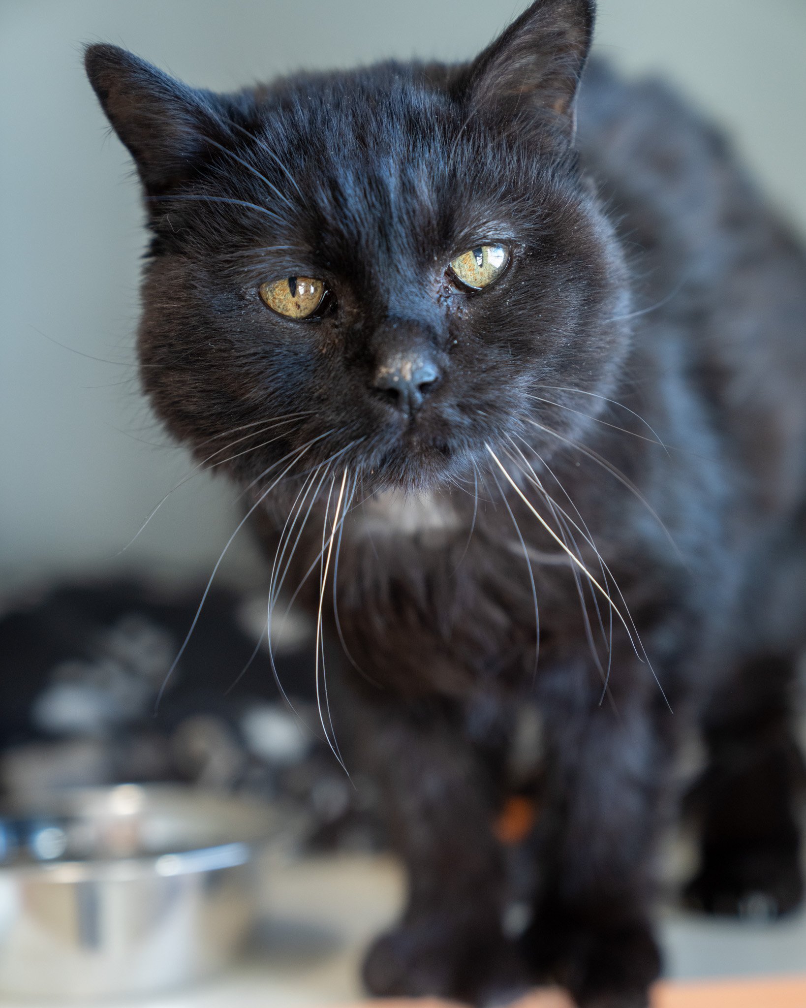 ❤ Senior Sunday with Purrl ❤
Petite Purrl is a 13-year-old, 5.7-pound Domestic Shorthair whose owner, sadly, could no longer care for her. She is currently at the shelter hoping to find a home where she can spend her retirement years snuggling with a