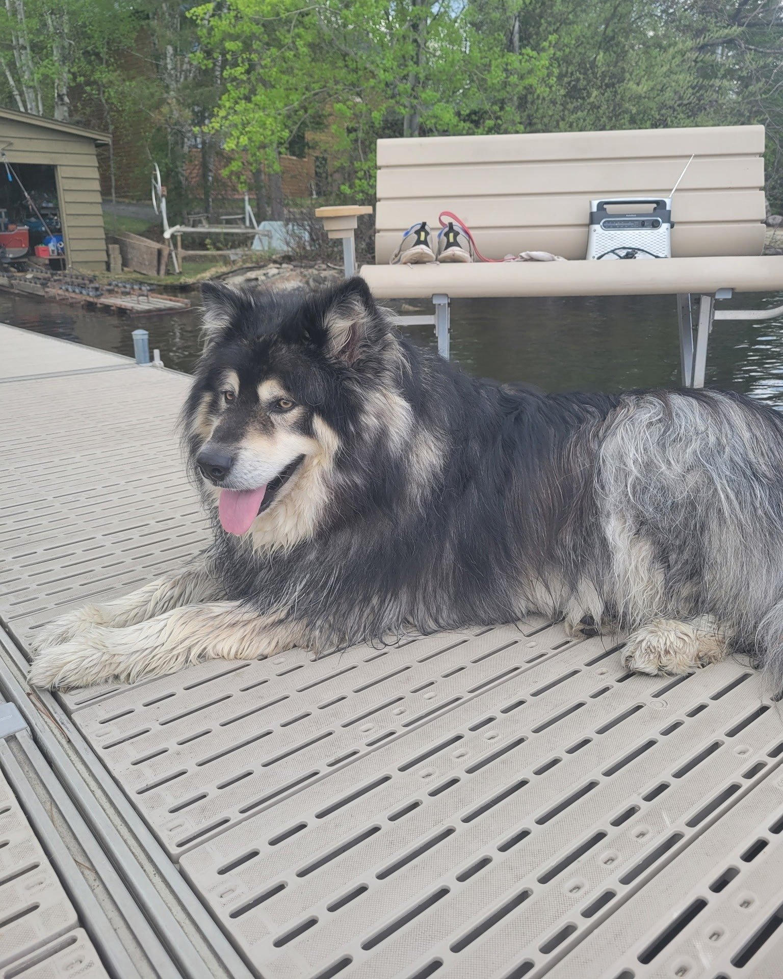 ✨ Success Story Sunday ✨

Who remembers Tav? The loving bear of a dog who stole our hearts at the shelter last year! This big guy has been living an amazing life since being adopted, and we&rsquo;re thrilled to see him enjoying lake days, snow days, 