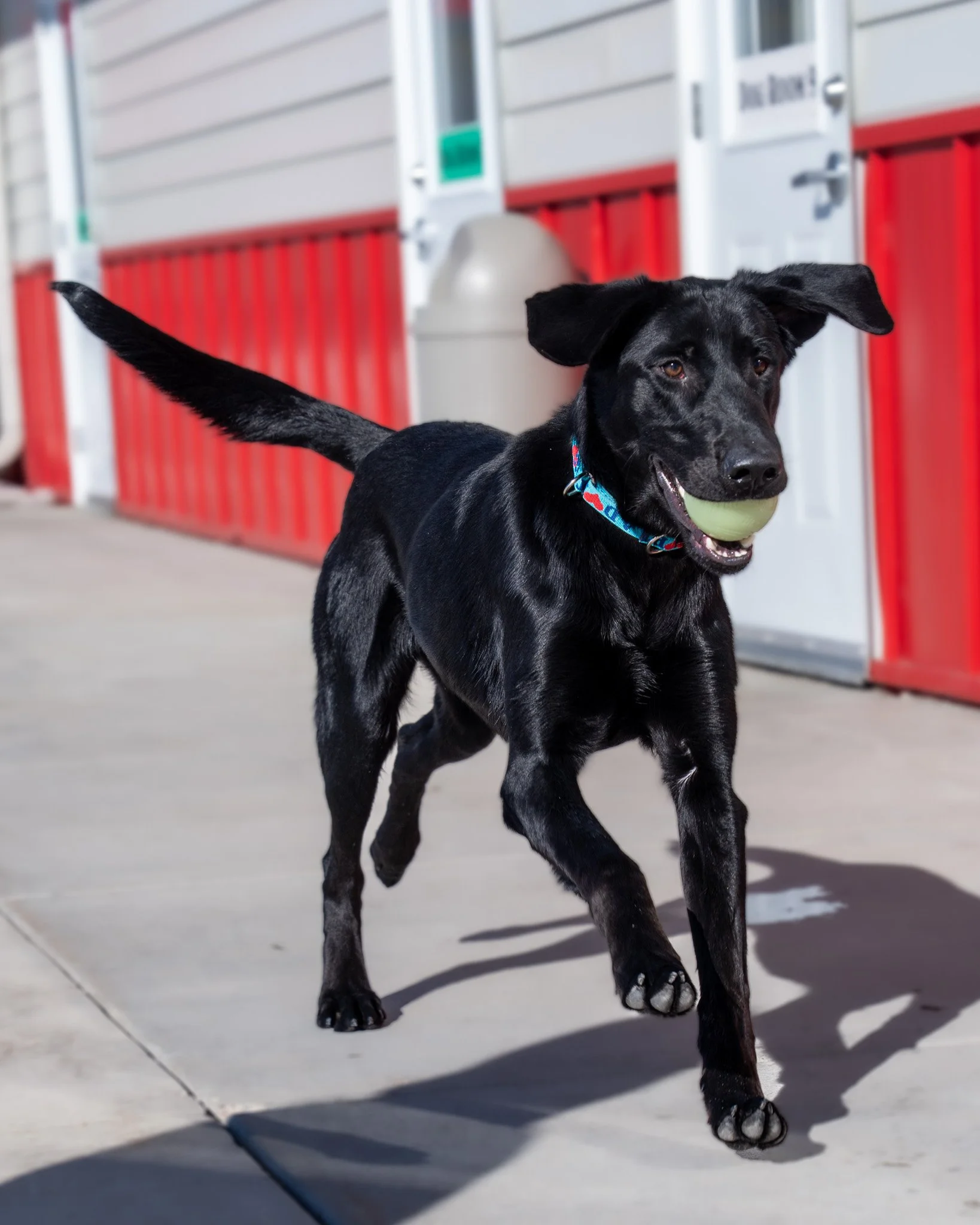 ❤ Makwa Update ❤
Makwa has officially come to terms with his limitations -  he&rsquo;s perfectly happy playing fetch with just one ball! He wants to thank you all for sending strength and is wondering if any of his Facebook fans might be looking for 
