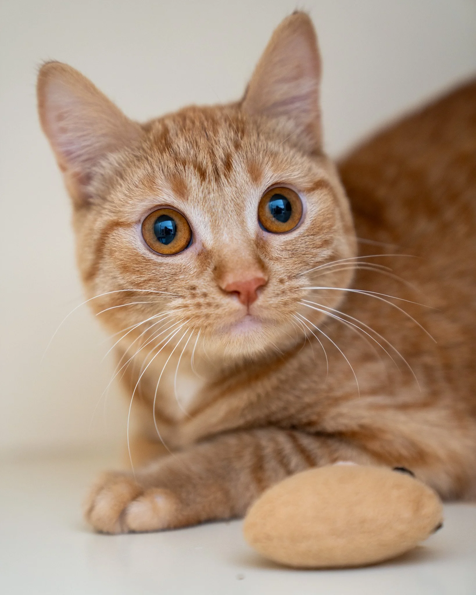 🧡 Nuna &amp; Lara 🧡
These unique and gorgeous sisters are 6-month-old Domestic Shorthairs who were part of an unexpected litter. They arrived at the shelter with the hope of finding their forever homes! While they are quite shy, they are also incre