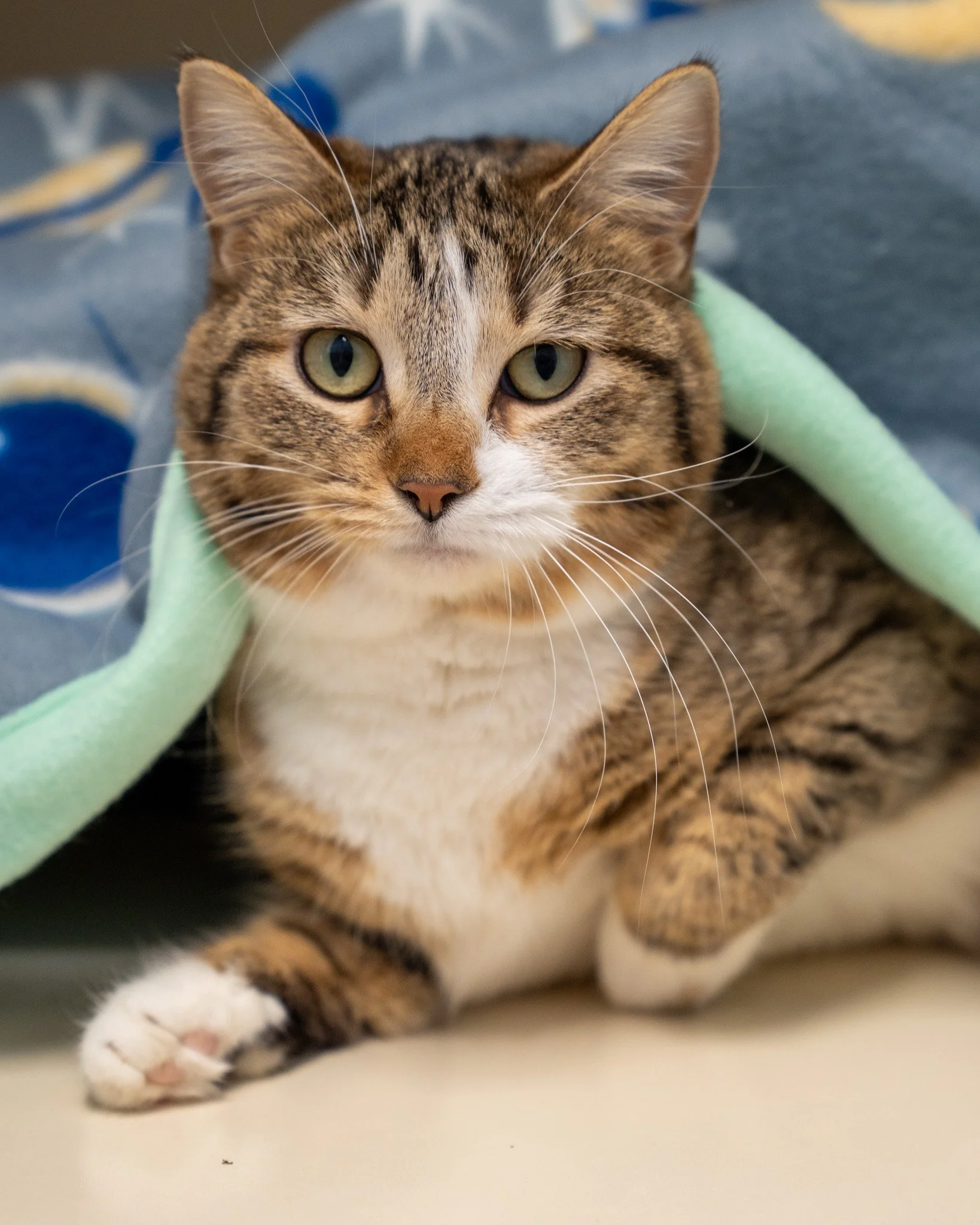 💸 Cash 💸
Meet Cash! She is a one-year-old, 6-pound Domestic Shorthair who loves to tuck herself in under her blankets, and sometimes even under her bed. This girl stays cozy.

Cash is wonderfully sweet and social, and while she loves affection, she