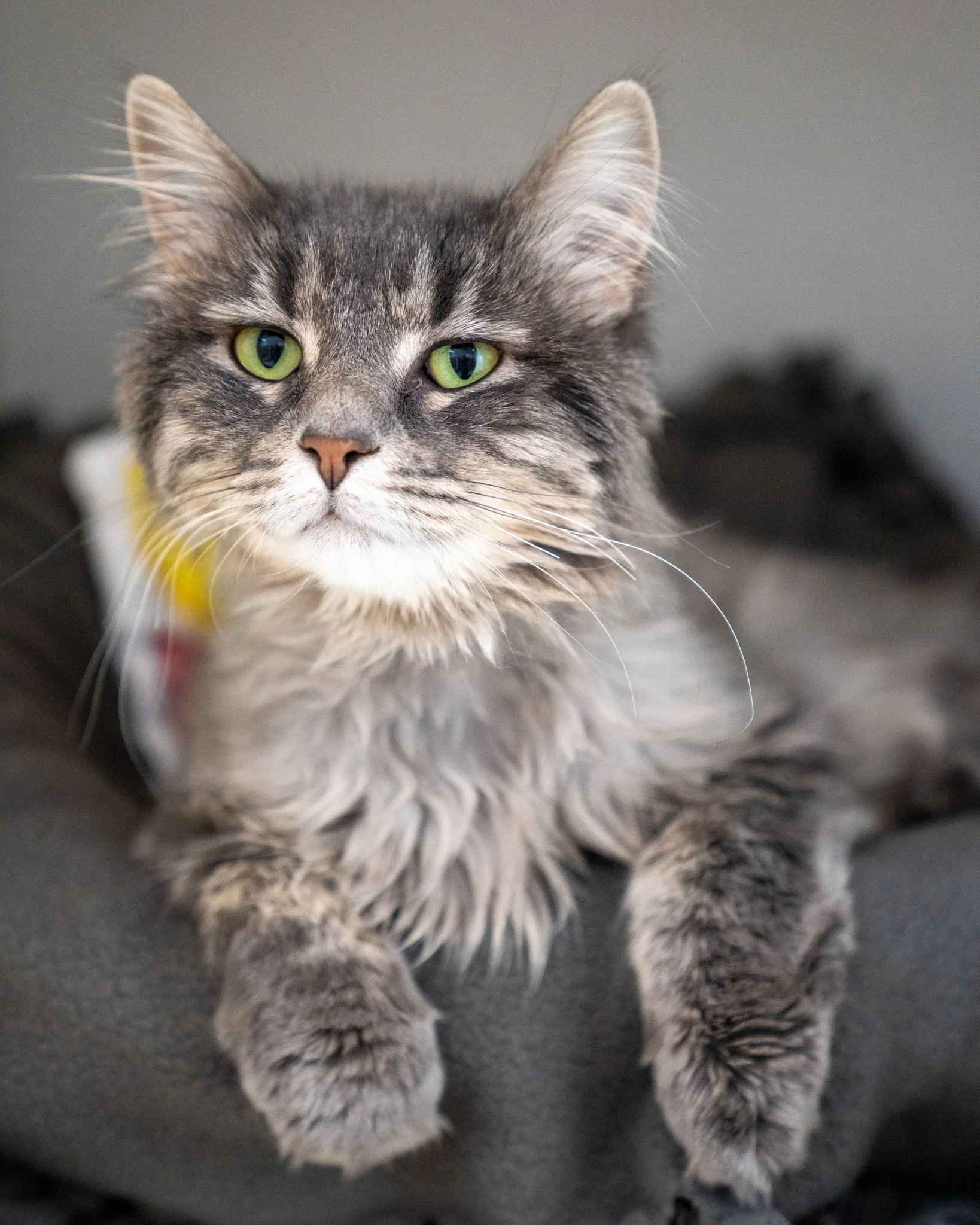 🔥 Ember 🔥
Oh, Ember? Yeah, she knows how to chill. She plops herself down on any comfy surface and settles in to relax and look adorable. She's a friendly and quiet girl who would make for a lovely companion for someone in a slow moving, affectiona
