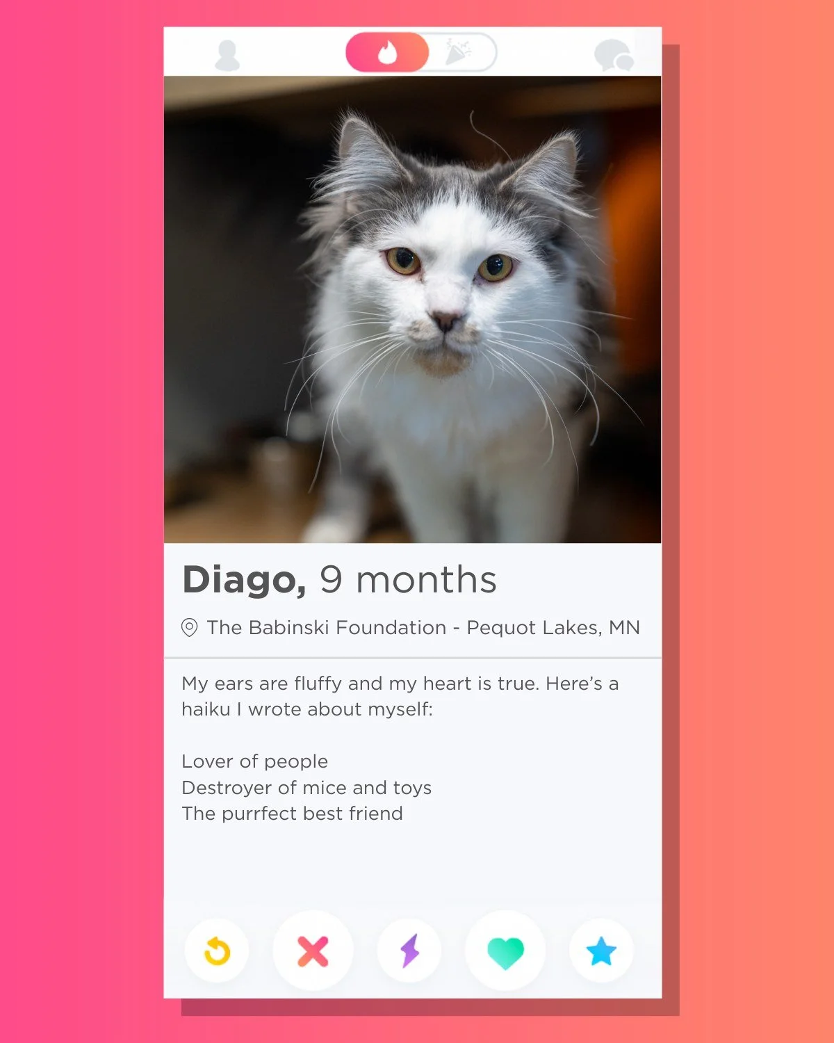 🔥 Swipe Right on Diago 🔥
Diago is the sweetest, cuddliest fluff ball. He came to the shelter after his owner, sadly and unexpectedly, passed away. He's missing his people and his old cat friends, so he would love to find a home with both people and