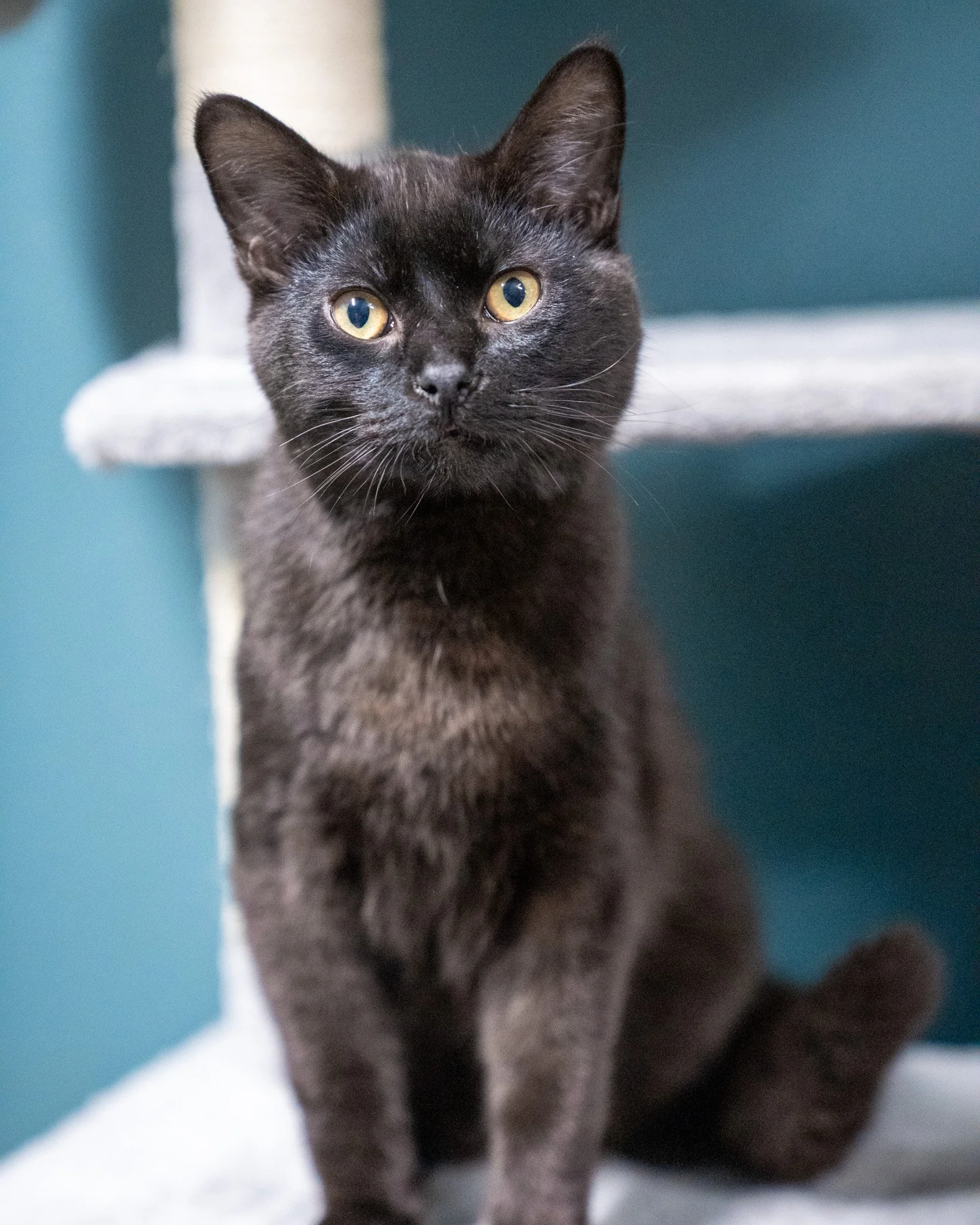 🖤 Kevin 🖤
Come visit Kevin today from 12:00 to 3:00 PM during our Pet Speed Dating event for 50% OFF his adoption fee!

Meet Kevin! He is a 5-month-old Domestic Shorthair cat. Kevin was originally found in a ditch alongside two other kittens, but s