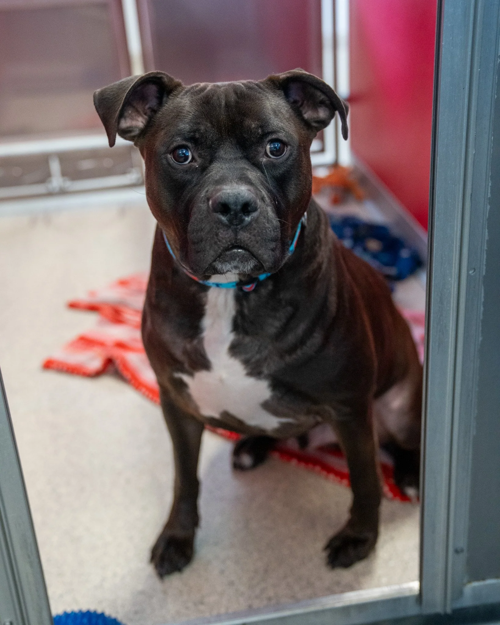‼️Found Dog‼️
This dog was found in Brainerd, MN this past weekend. We've posted this dog once before with no luck and wanted to get a better picture out there just in case anyone is looking for this sweetheart. This dog came to the shelter well-fed 