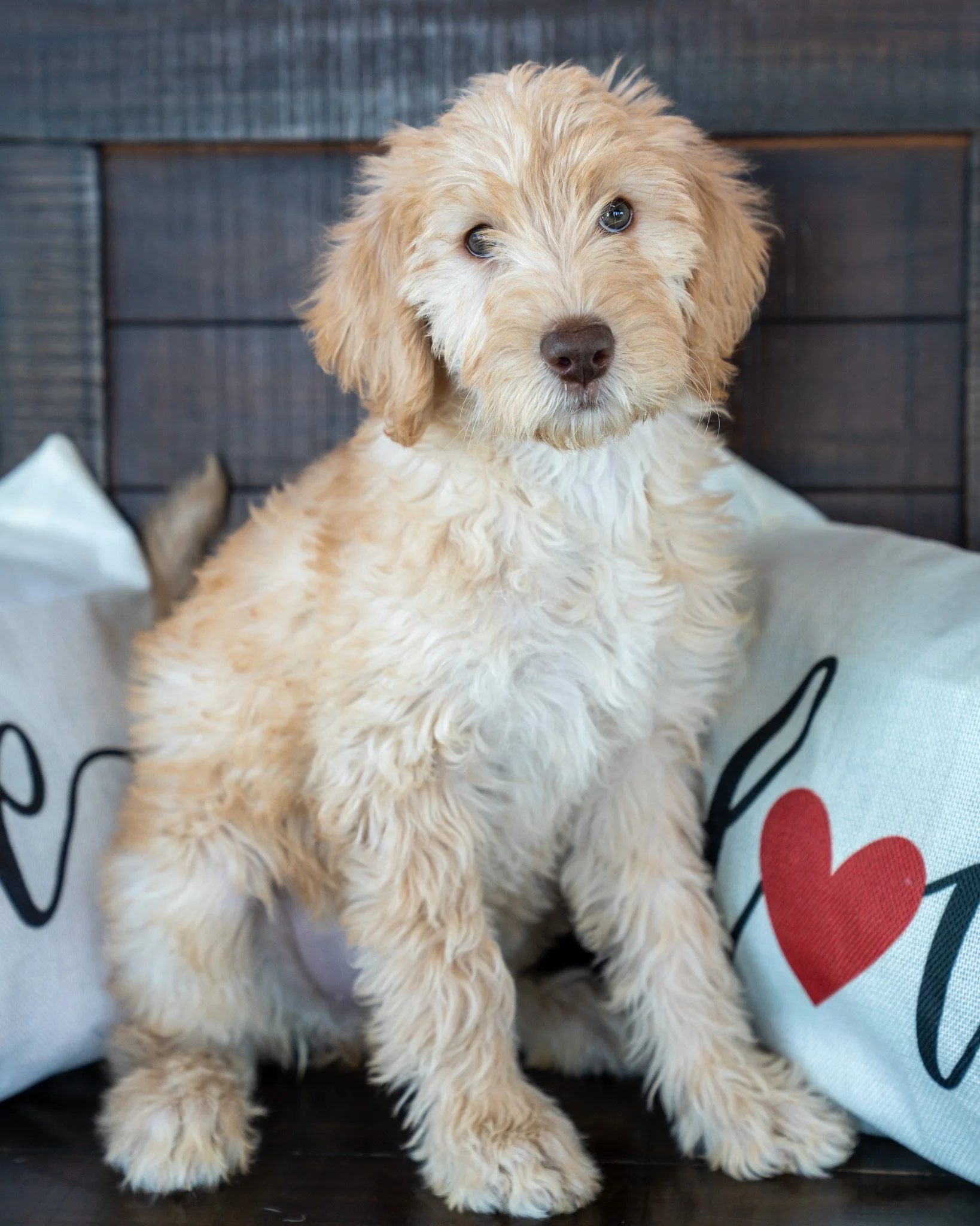 ❤ The "W" Puppies ❤
We have oodles of Doodles here at The Babinski Foundation Animal Shelter in Pequot Lakes, MN! These darling 9-week-old Labradoodle and Miniature Goldendoodle mixes are unabashedly asking to be your Valentines today. They