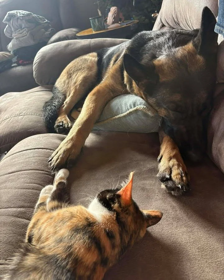 ✨ Success Story Sunday ✨

Today's success story made our days 10x better! We're so happy for Zara and her loving family.

"Zara has a way of making herself right at home &mdash; as if she always knew she belonged with us.

From the very beginnin