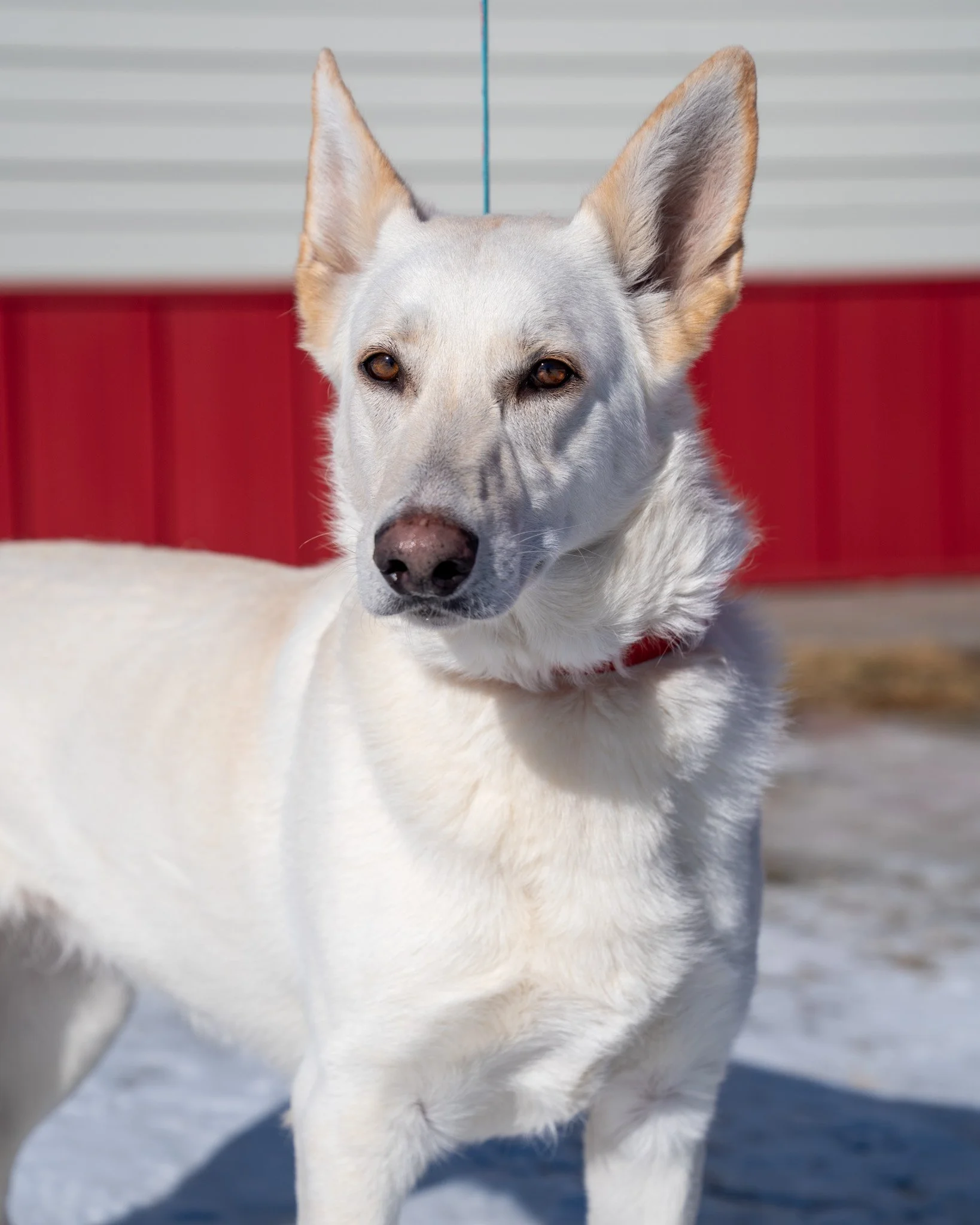 😇 Girly 😇
Girly recently returned to our shelter after two years in a home. While her family loved her dearly, the passing of a senior dog in the home caused a shift in dynamics, leading to tension between Girly and another female dog. Her family t