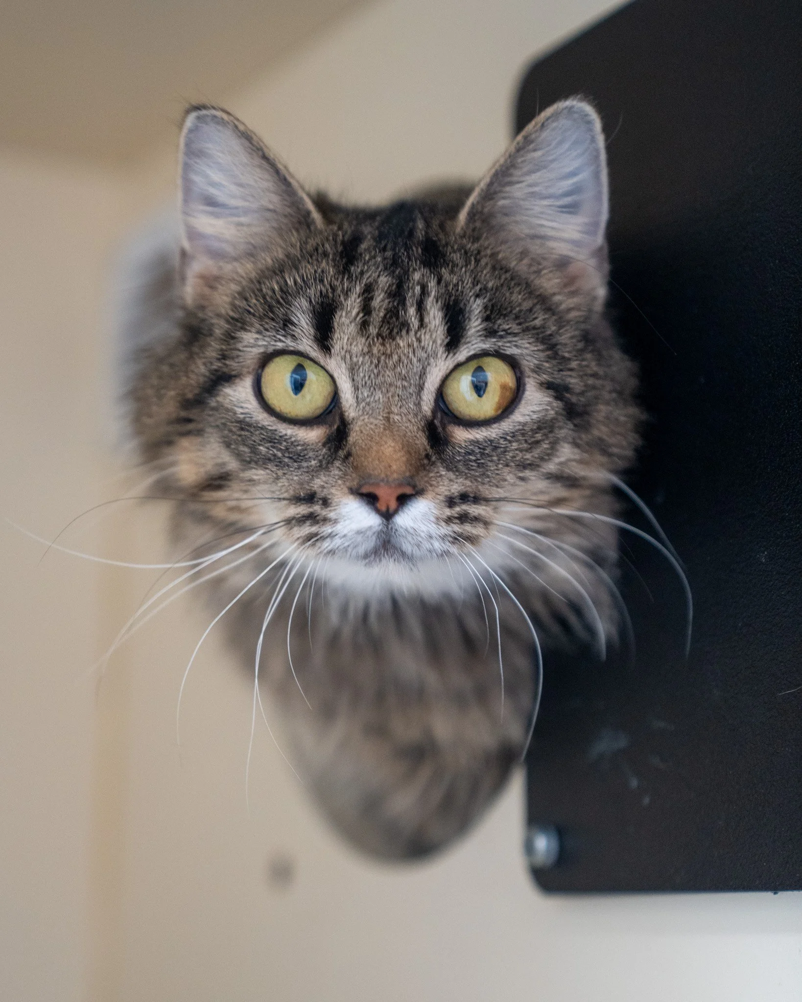 🍜 Udon 🍜
Use your noodle - adopt Udon! This big eyed cutie arrived at our shelter after wandering into a community member's yard and deciding to stay. While they couldn't house another cat themselves, they made sure she got safely to us!

Now, Udon