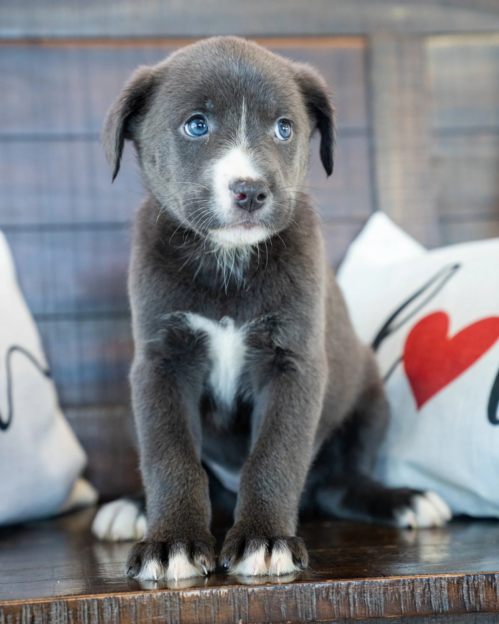 💤 The "Z" Puppies 💤

Pictured in order: Ziggy (F), Zachariah (M), Zaylee (F), Zoya (F), Zavier (M), Zora (F)

The "Z" pups are ready to catch some Zs with their new family after lots of play time. These sweet babies are 6-week-o