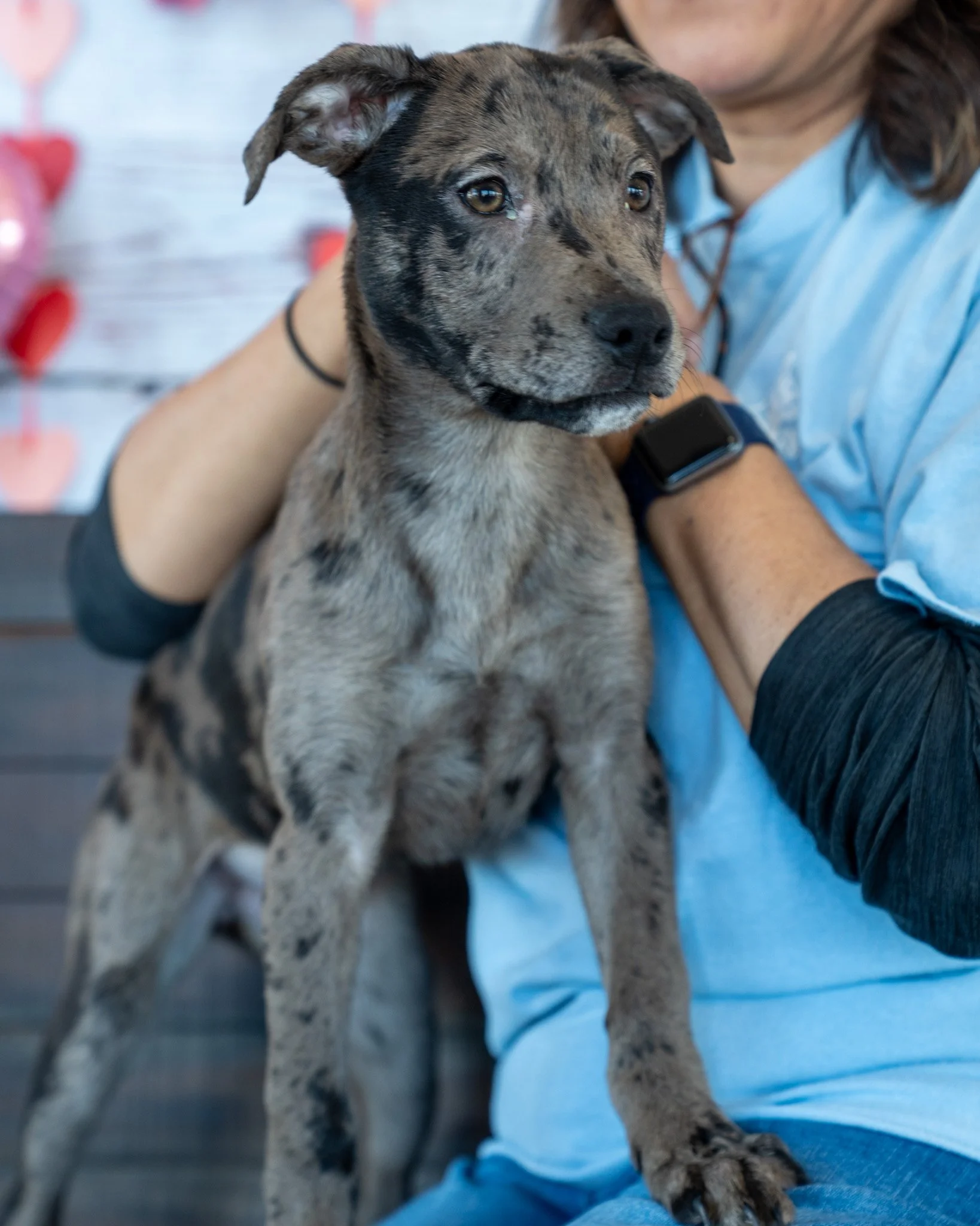 😎 Rapunzel &amp; Lydia Mae 😎

If you're looking for buckets of energy and love, these girls are just the right fit for you! These 3-month-old Aussie and Blue Heeler mixes are the perfect blend of high speed fun and heavy duty snuggles. They love to
