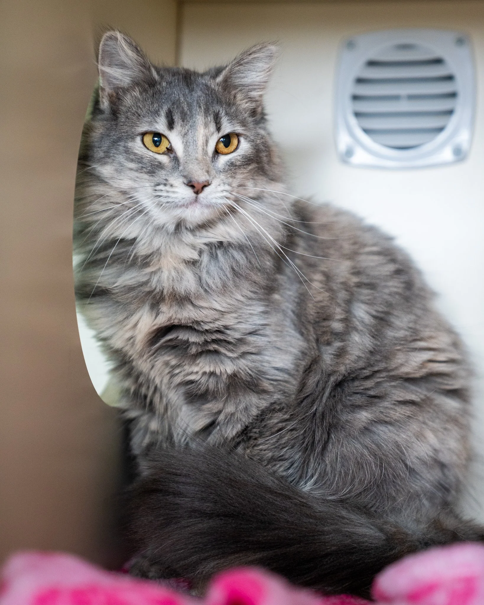 ❤ Corra ❤
This sweet, petite, and fluffy girl is a 9-month-old Domestic Shorthair cat who has come such a long way! Corra came to us as a young kitten who tested positive for FIV, a lifelong virus that weakens a cat's immune system. While she was onc