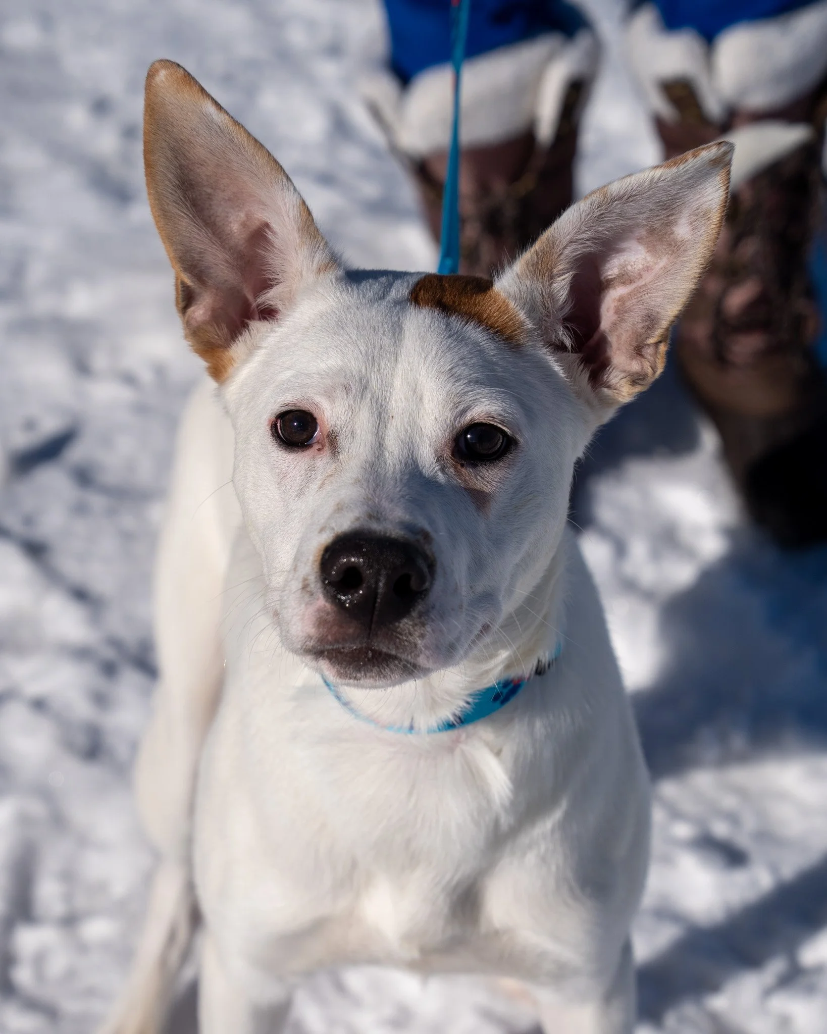 🥳 Aaron 🥳
Every day is a celebration for Aaron because he loves each day more than the last! This young boy is a 7-month-old, 27-pound Husky mix with sonar level ears. He was adopted as a puppy but was sadly returned to the shelter recently because