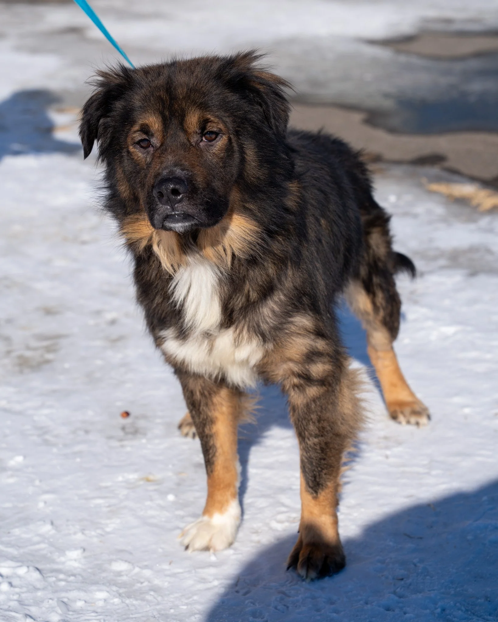 ☺️ Sinclair ☺️
Sinclair is a 3-year-old, 55-pound Chow Chow and Shepherd mix who was rescued from a difficult hoarding situation. When he was first rescued, he was struggling with a flea infestation, inflamed skin, and thinning hair. Despite his roug
