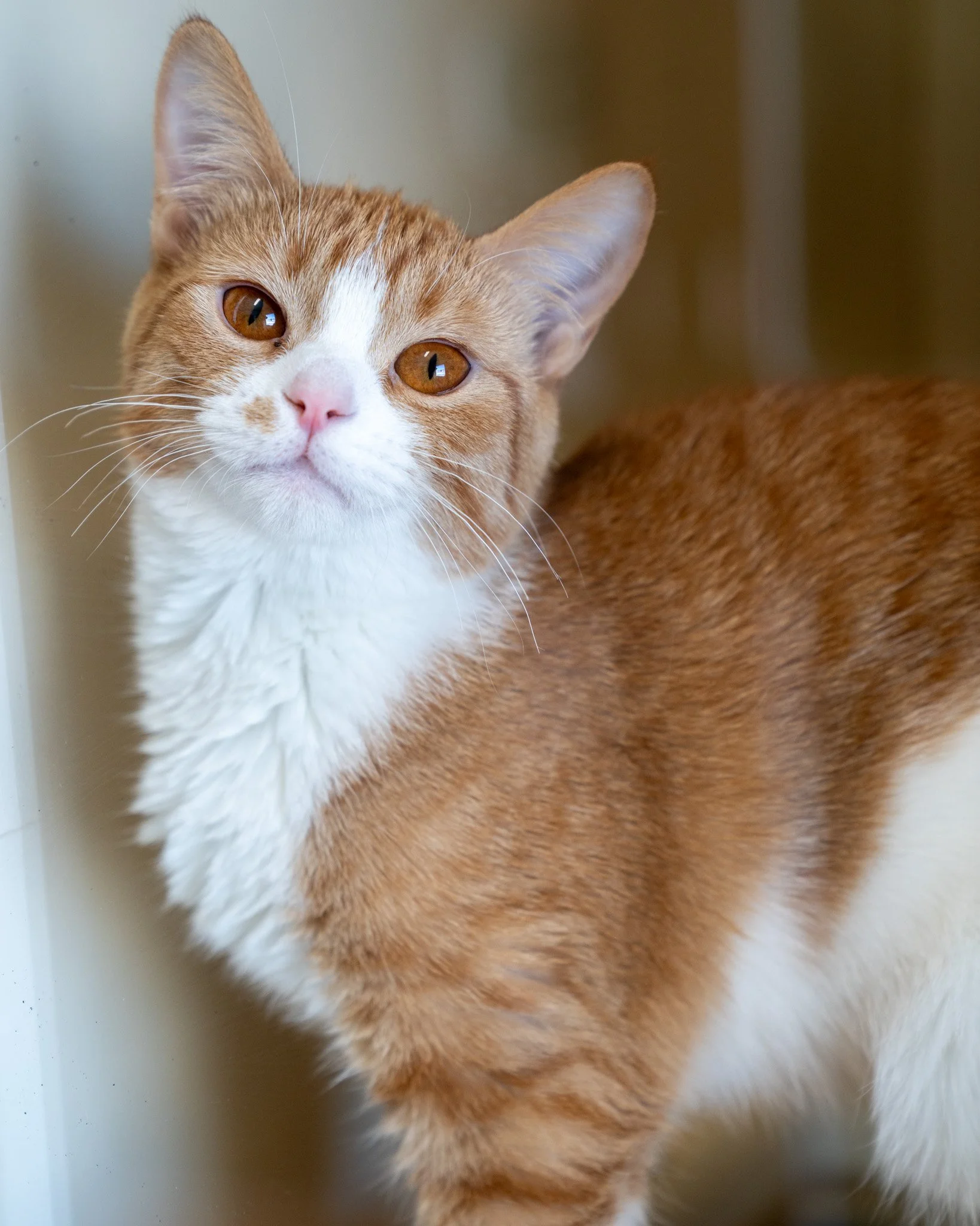 🧡 Ducky &amp; Gizmo 🧡
These darling 7-month-old Domestic Shorthair boys were part of an unexpected litter that was brought to the shelter with the hope of finding forever homes! They are incredibly social, silly boys who love people and adventuring