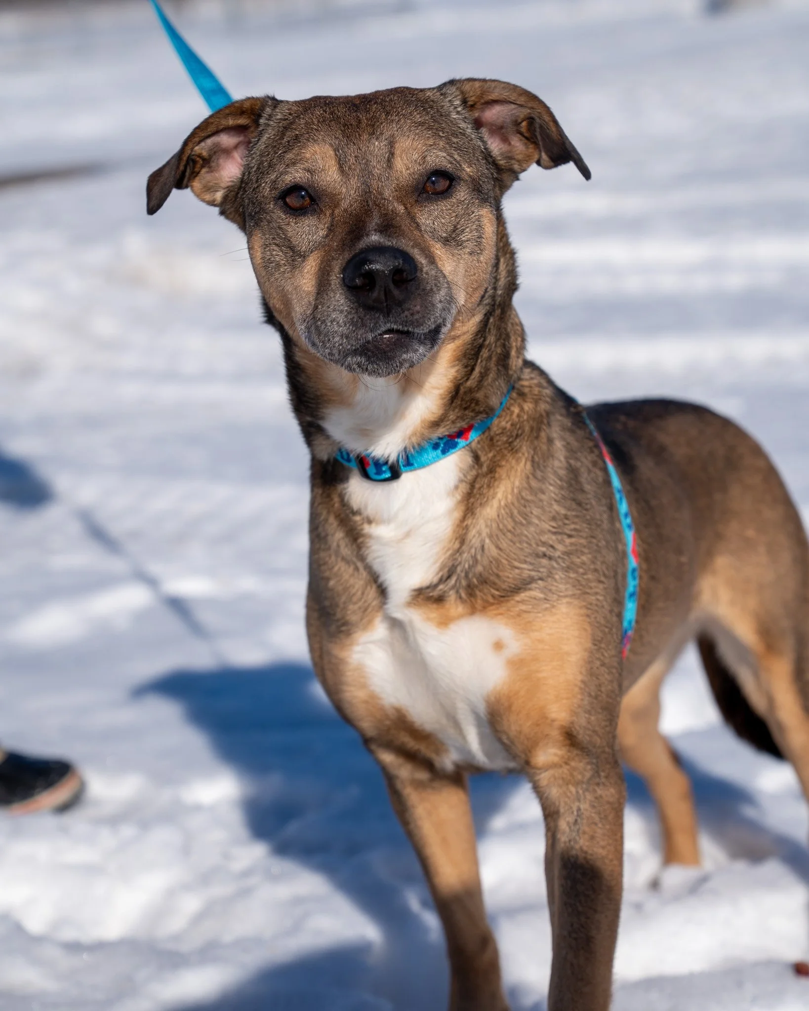 🥜 Peanut &amp; Shadow 🥜
Peanut and Shadow came to our shelter after their owner went through some extremely difficult changes and could no longer care for them. They are amazing, sweet dogs, but Peanut has had a difficult time transitioning to the 