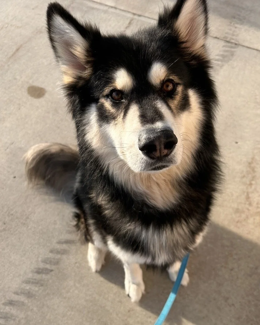 🛷 Balto 🛷
Balto is a 4-year-old, 71-pound Northern Inuit dog. He is the sweetest, smartest boy who truly just wants to be wherever his people are. Whether he&rsquo;s following you around the house or sandwiching himself between a couple on the couc