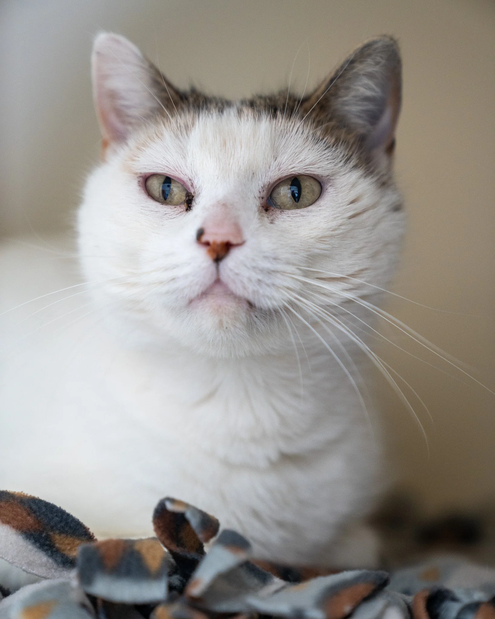 ⚡Ella⚡
Meet the electric Ella! She is a charming six-year-old who joined us from a home where she lived with both other cats and young children. She did great with everyone, though she can be a bit spooked by dogs.

Ella is an incredibly social girl 
