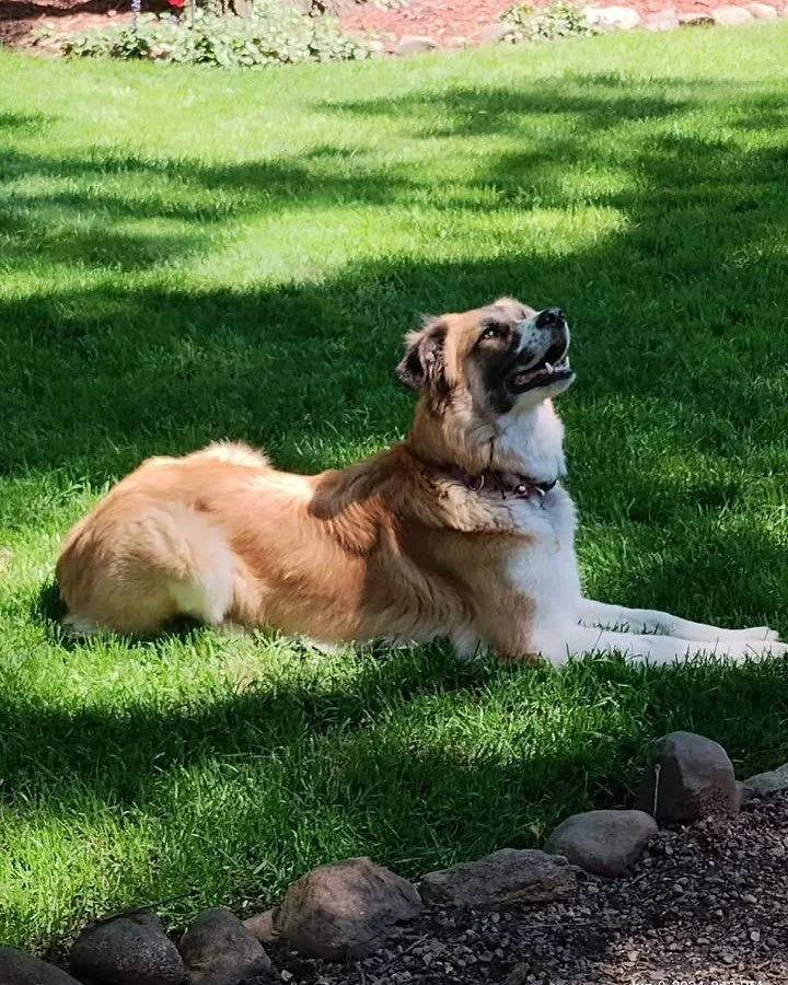 ✨ Success Story Sunday ✨

"We were blessed to find Willow at the Babinski Foundation when we went looking for a companion for our 4 year old female, lab/husky. Those two have become best friends. Within 2 weeks Willow knew she was home. Surprisi