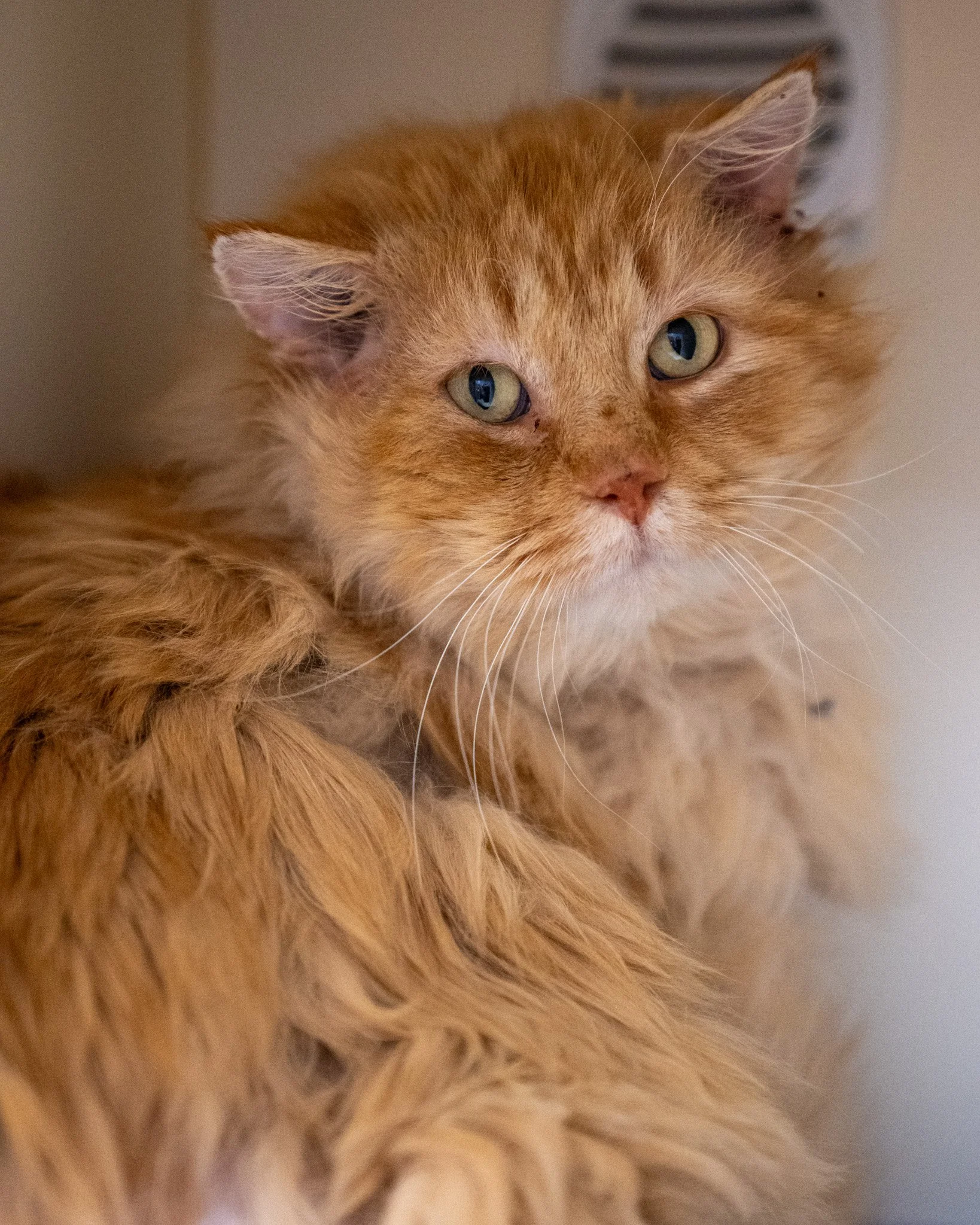 🧡 Cujo 🧡
Cujo is a 6-year-old, 16.2-pound Domestic Longhair cat who was found as a sweet stray. He showed up in a backyard one day and simply decided to stick around! As a quiet and gentle boy, Cujo is searching for a patient owner who will match h