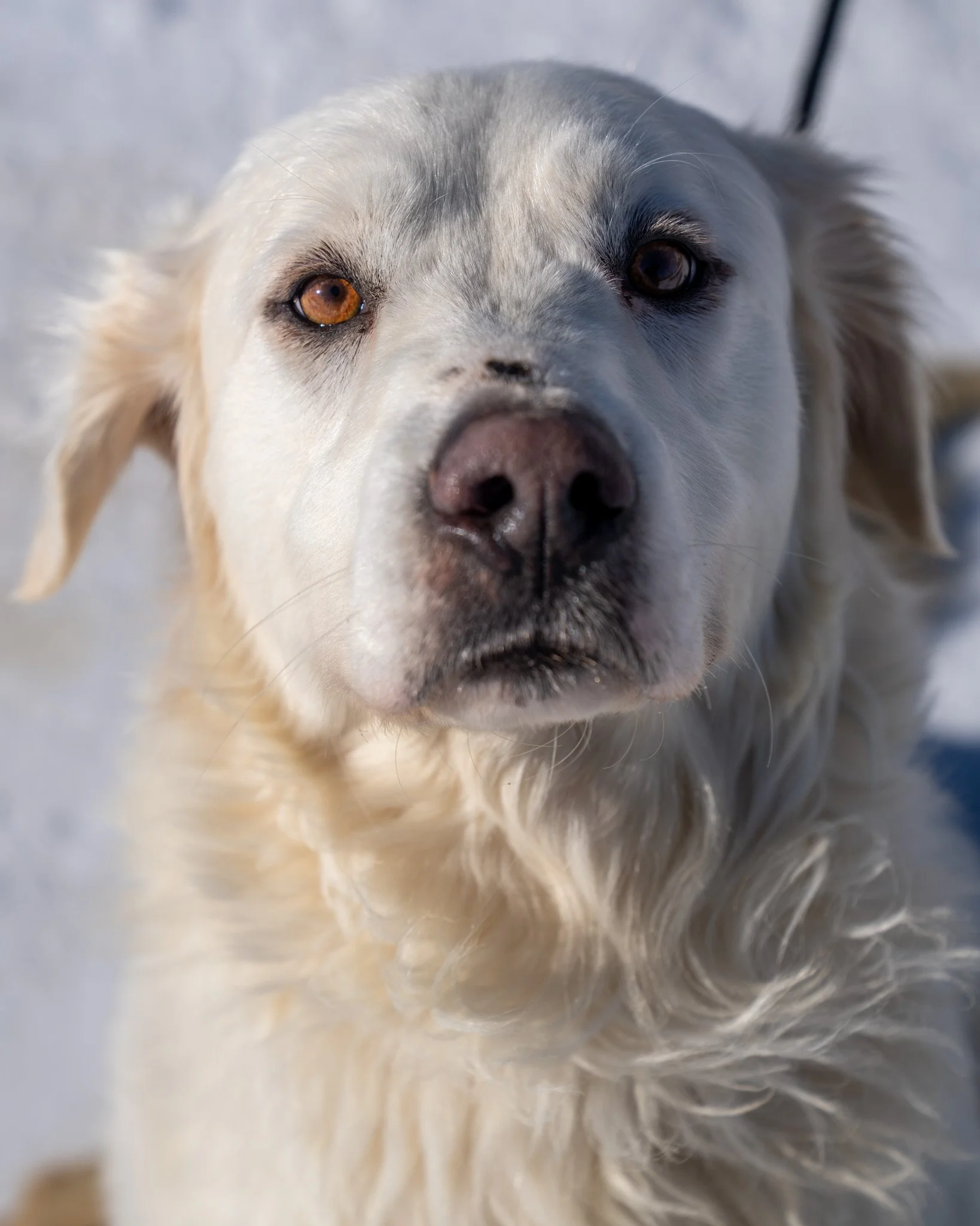 😍 Mylo 😍
This beautiful boy is Mylo, a 4-year-old, 69-pound Great Pyrenees mix who was rescued from a very difficult situation. Due to extreme hardship, his previous owner's property had fallen into disrepair, leaving Mylo, his friends, and his pup
