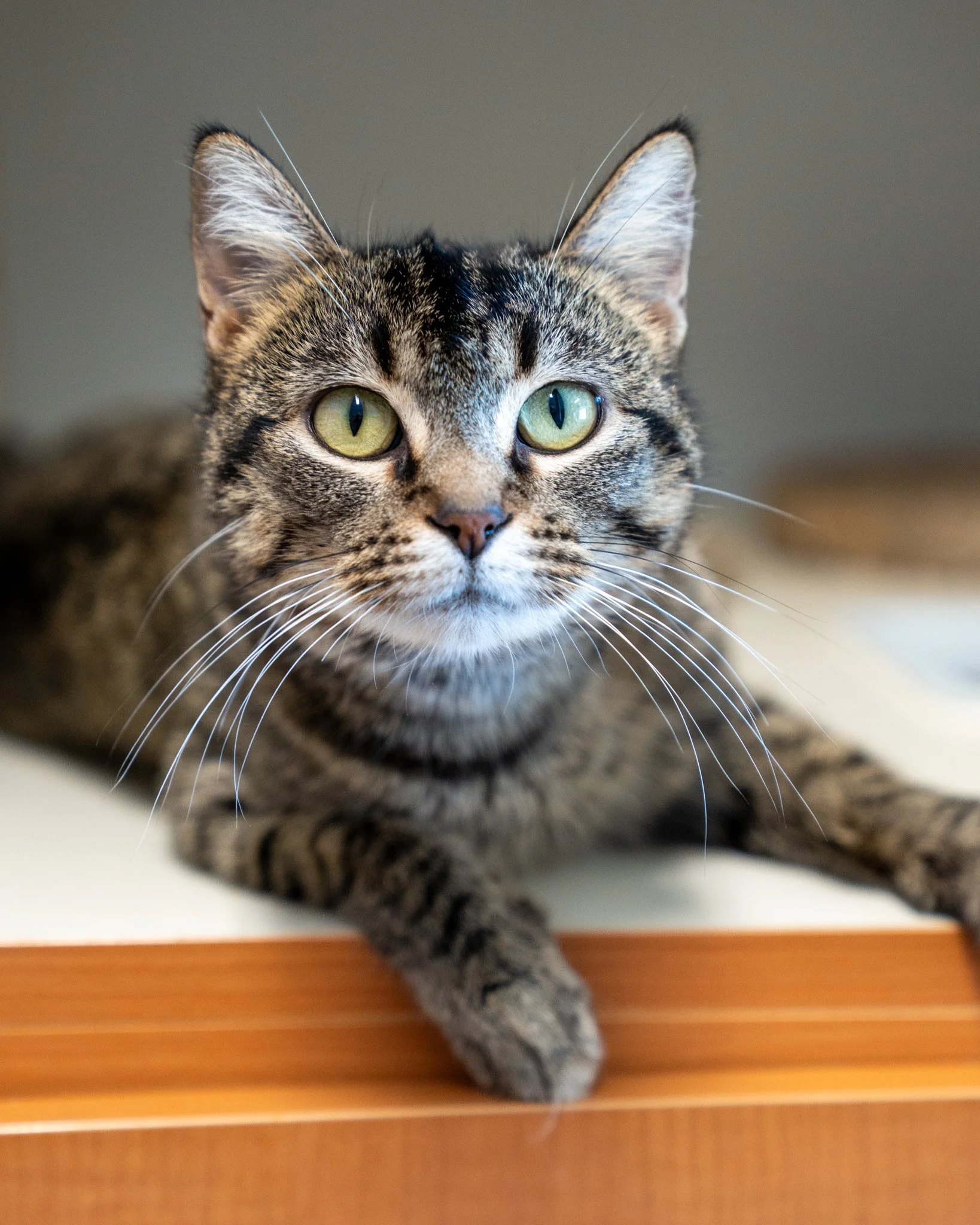 😘 Andromeda 😘
This gorgeous gal is Andromeda, a 1-year-old, 8.6-pound Domestic Shorthair cat. She originally arrived at the shelter as a loving mama! After being found living outdoors, a kind neighbor scooped up Andromeda and her kittens and brough