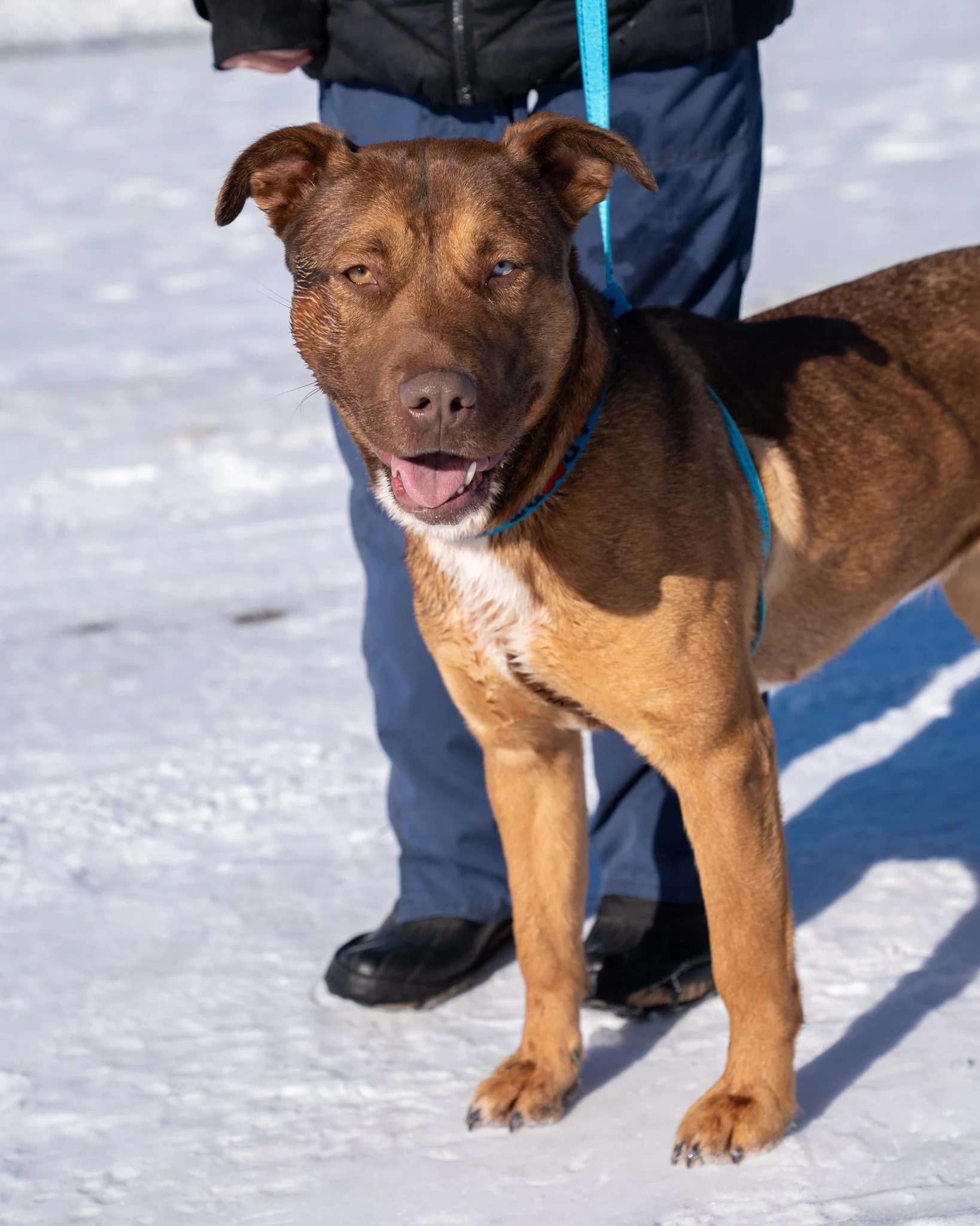 🌺 Poppy 🌺
Meet Poppy! This lovely Pitbull and Shepherd mix arrived at the shelter through no fault of her own. Having grown up in a home with other dogs and young children, she is well socialized. She enjoys exploring outside, getting lots of pets,