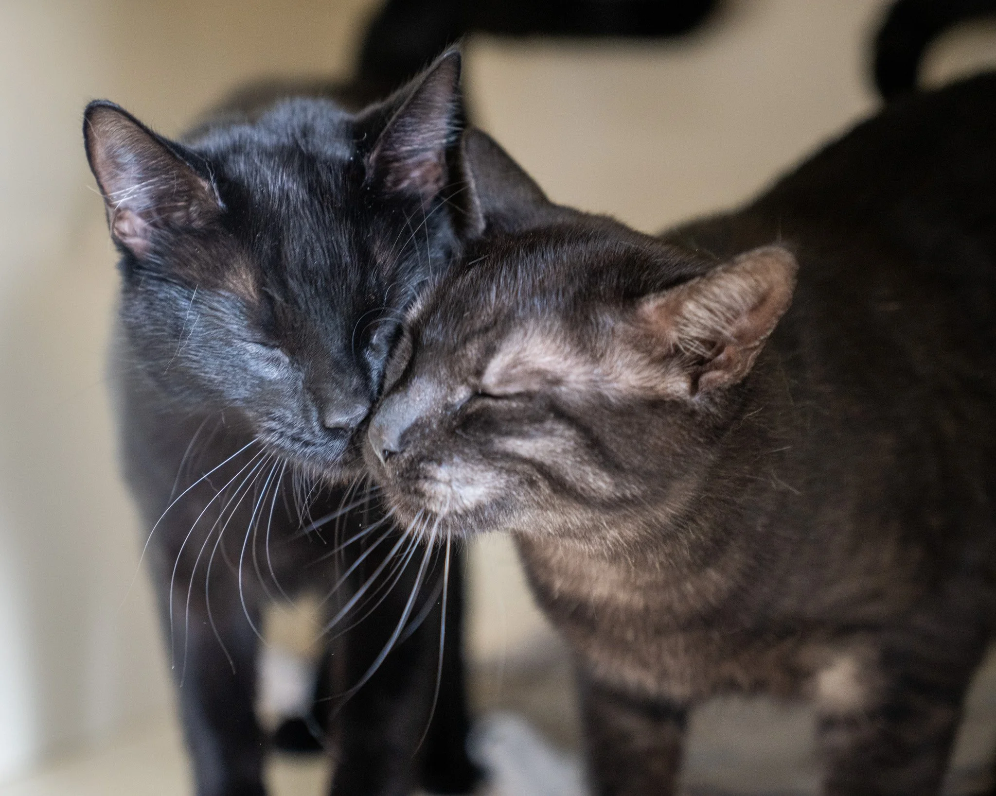 Tag your best friend 😭❤

Bill and Ted are 10-month-old Domestic Shorthair brothers! As you can see from their adorable picture, they are quite attached! We would love to see them find a home together. Not only are they cuddly with one another, but t