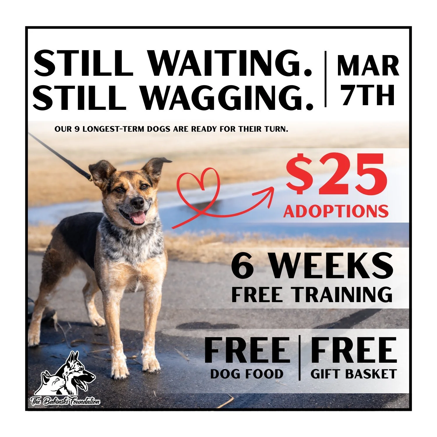 🥹 Still Waiting. Still Wagging! 🥹

This Saturday, March 7th, we are clearing the way for our nine longest-stay residents to finally find their forever homes. To make their transition into a new home as smooth as possible, these special pups will go