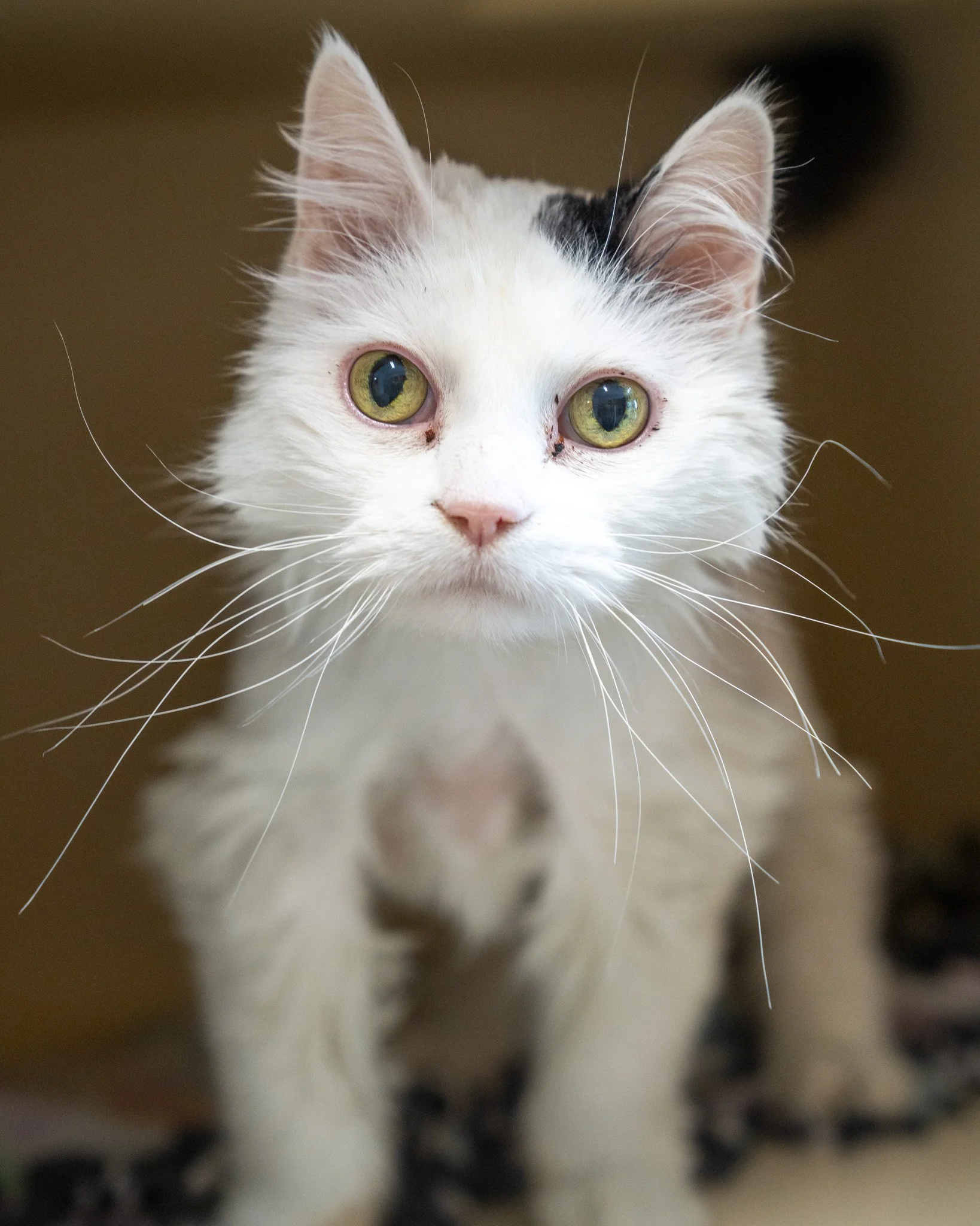 ❤Rascal ❤
This little rascal is a 6-year-old, 11-pound Domestic Medium Hair cat who arrived at the shelter after his owner sadly passed away. While Rascal is still grieving his loss, he is so sweet and loving toward everyone he meets. You might notic