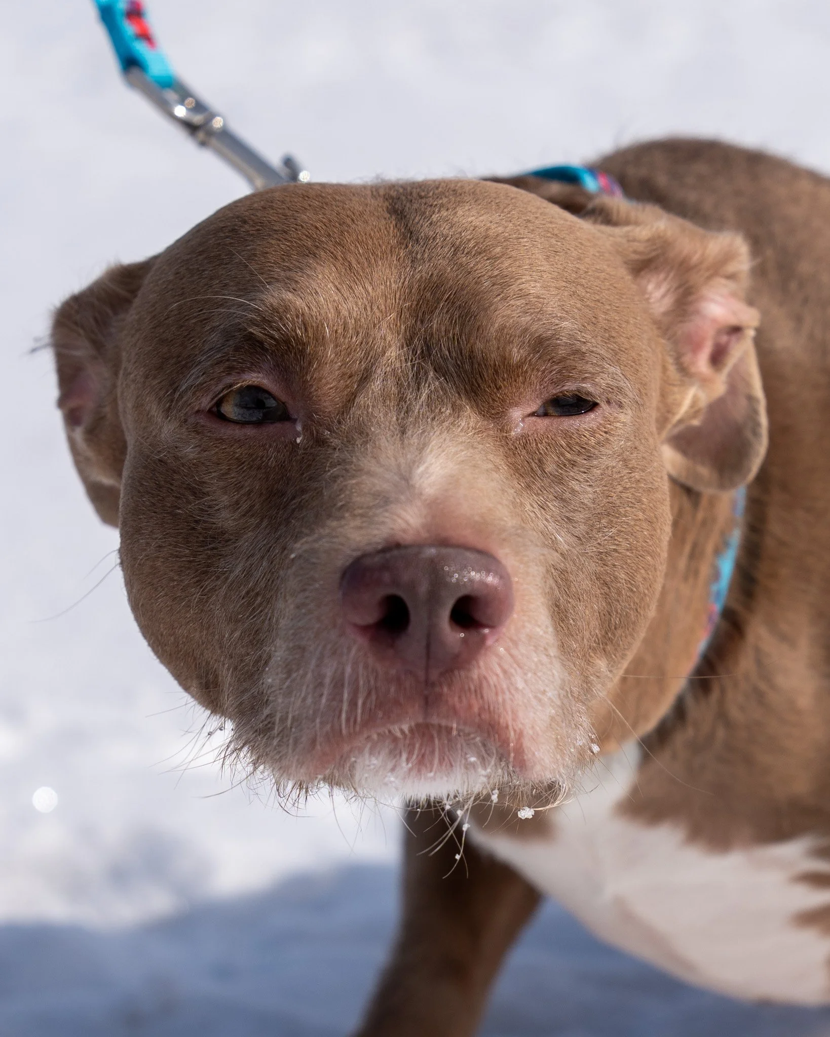 ⛽ Diesel ⛽
Diesel is wondering why, even though he has a super cute goatee, he's still in the shelter. He's getting more suspicious by the day, so you better come and get him!

Diesel (AKA Baby D) is a 5-year-old Terrier mix who is a total cuddle bug