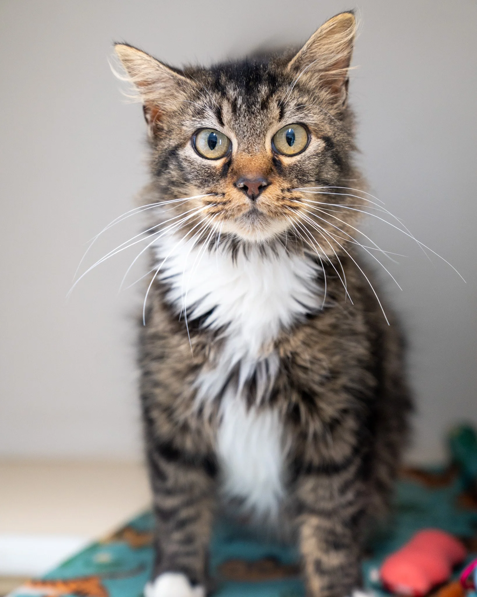 ‼️Foster Needed‼️
Rooney, this sweet and incredibly cuddly girl, is searching for a foster family to help with her soon to arrive kittens! She is so affectionate, and we know she'll be a wonderful mother to her babies.

We're making her as comfortabl