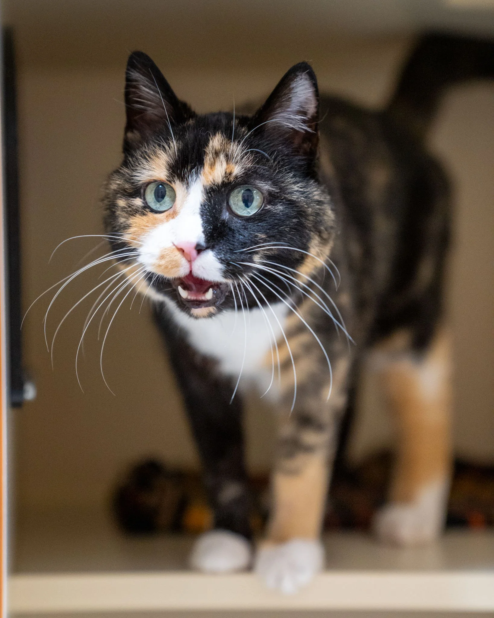 🥰 Libby Loo 🥰
Meet Libby Loo, a sweet and curious girl who is as gentle as they come! She's a 5-year-old Domestic Shorthair cat. A former "shop cat," she has spent the last few years living in a home and is a social, easygoing companion. 