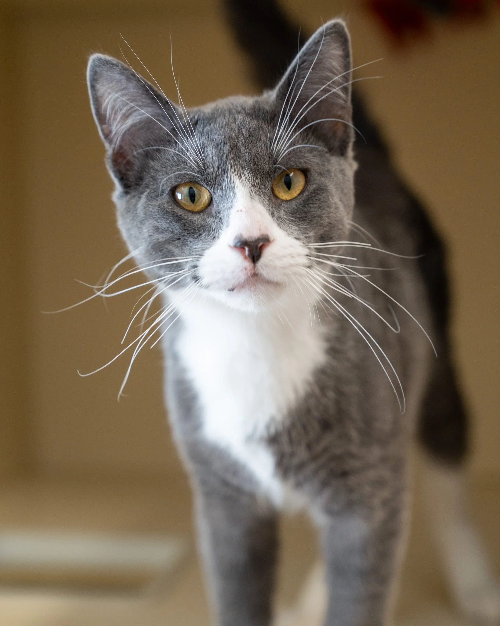 💫 Comet &amp; Cosmo 💫
Did you make a wish on a shooting star? Because it just came true! The perfect pair of young cats has officially become available to go home with you. Comet and Cosmo are 7-month-old brothers with sweet, complementary personal