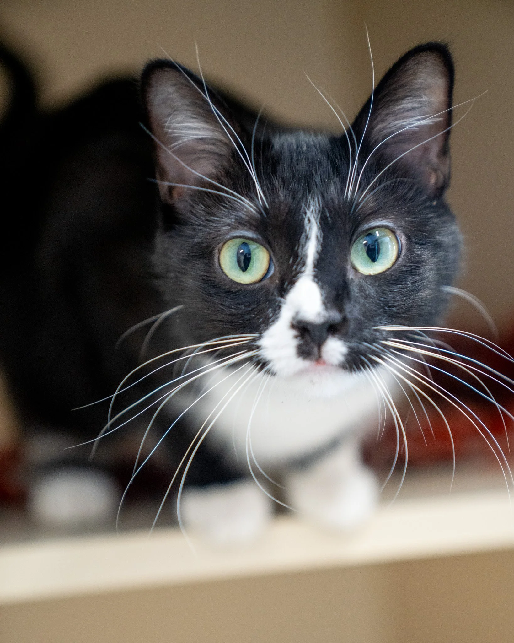 🐾 Monna 🐾
"Monna?" More like, "Wanna" bring this girl home and love her forever. Monna is a two-year-old, 6.7-pound Domestic Shorthair cat. Her petite size and silly personality make her the ideal "forever kitten" who'