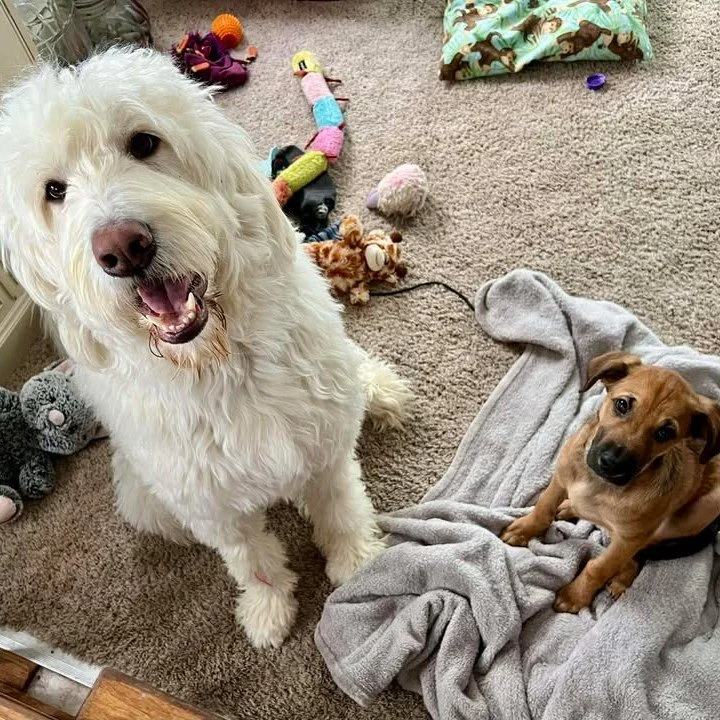 ✨ Success Story Sunday ✨

Sam, adopted from Babinski in 2024, got a new friend this year! We're so lucky to have two Babinski pups loved by such a wonderful family!

"These two are becoming fast friends! Cooper follows Sam around everywhere and 