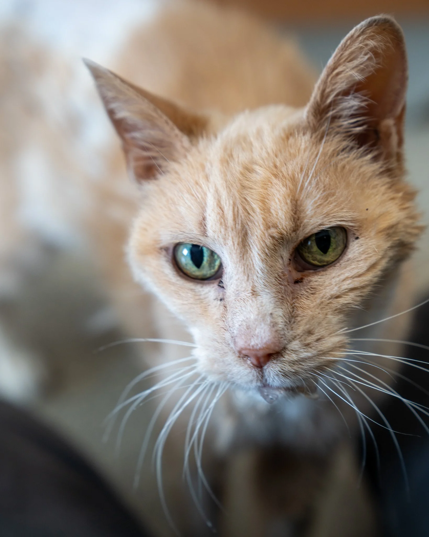 ❤ Senior Sunday with Nala ❤

Sweet, beautiful Nala is a 17-year-old, 5.2-pound Domestic Shorthair cat. She's a gentle and affectionate girl who's favorite place is your lap! She previously lived with other cats as well as young children and did well 