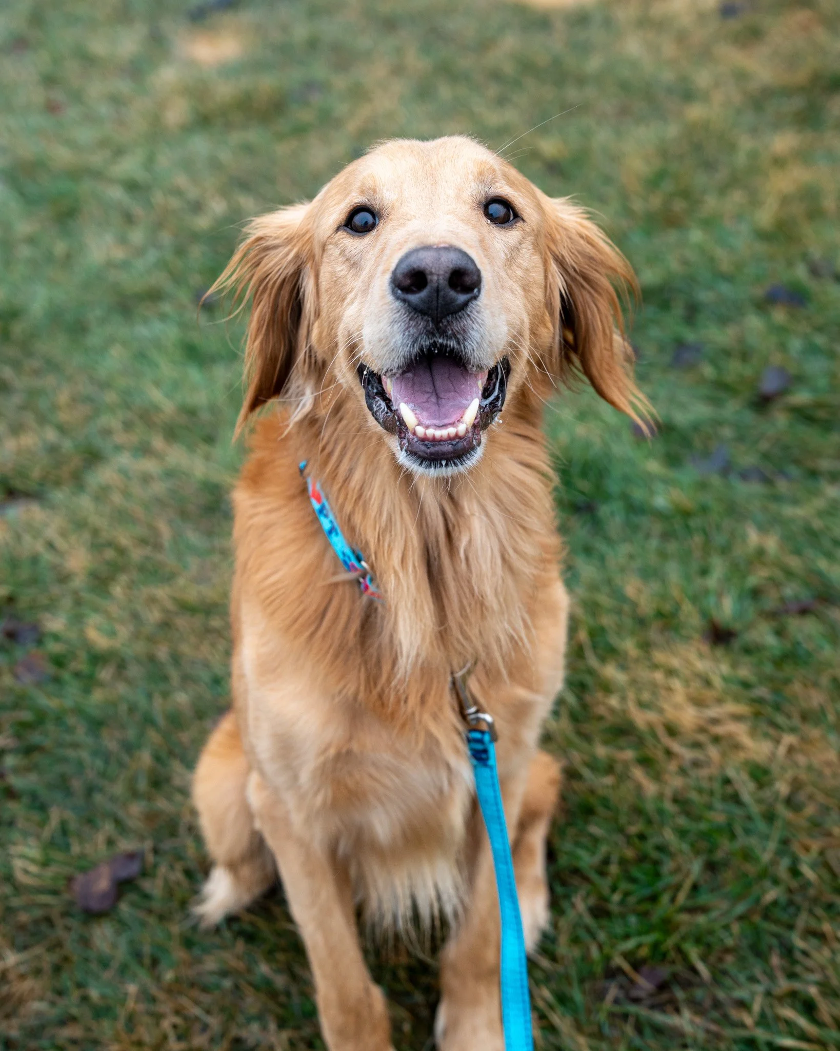 💧 River 💧
You&rsquo;re going to want to meet River! 🥹 This 5-year-old, 59-pound Golden Retriever came to us as a stray and, sadly, was never reclaimed. Based on what we know, he&rsquo;s an incredibly sweet boy who gets along wonderfully with other